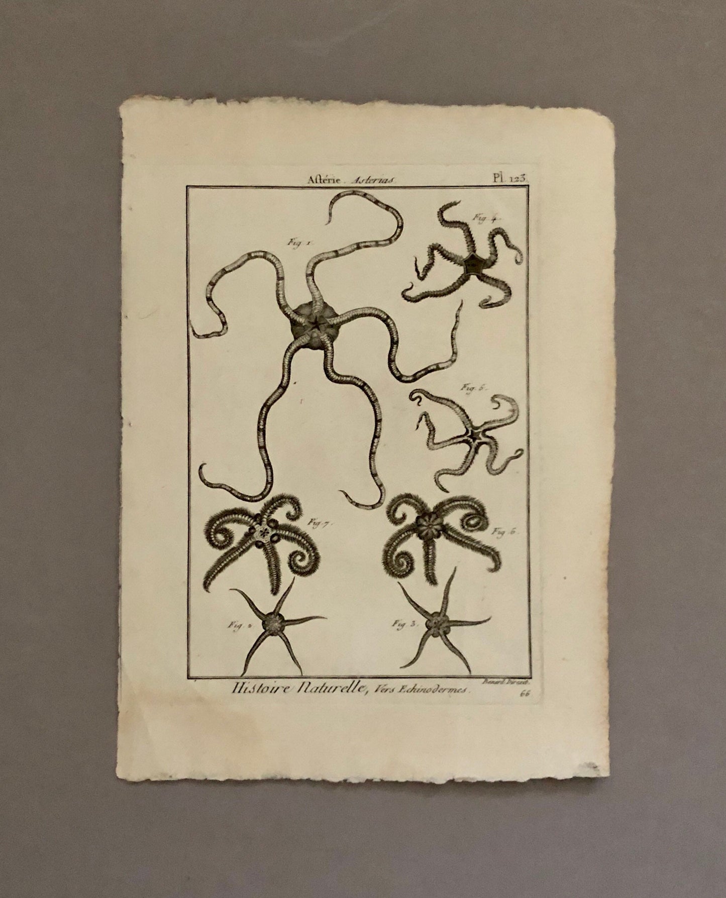 A Set of Four Original Engravings of Starfish. From The Tableau Encyclopedique . Circa 1790. Size: 31.5 x 23 cms.