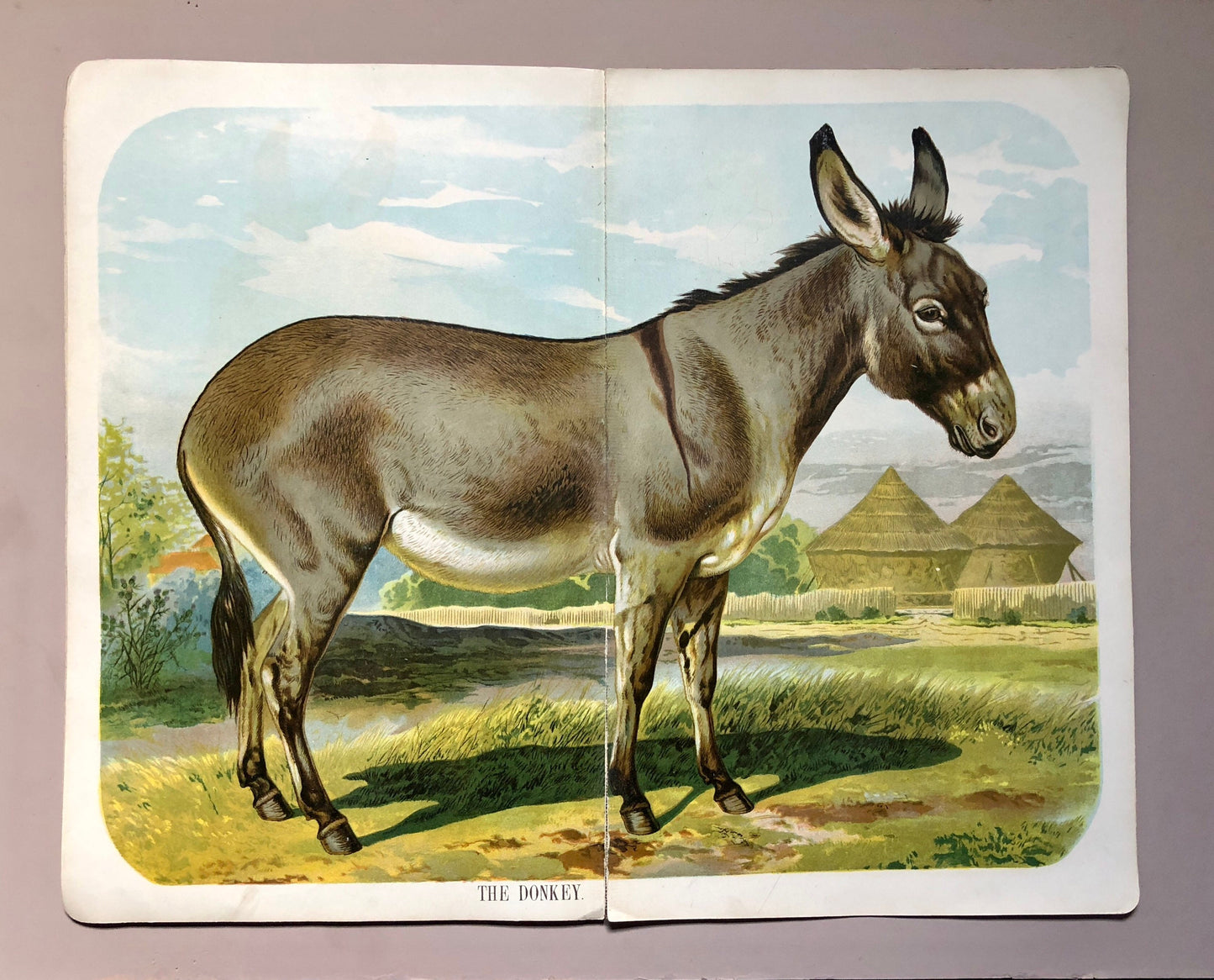 Book of Animals. Published by Browne and Browne of Newcastle In The Late 1800’s. Large Format. 7 Pictures. 26 x 41 cms.