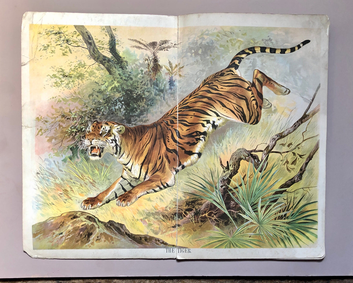 Book of Animals. Published by Browne and Browne of Newcastle In The Late 1800’s. Large Format. 7 Pictures. 26 x 41 cms.