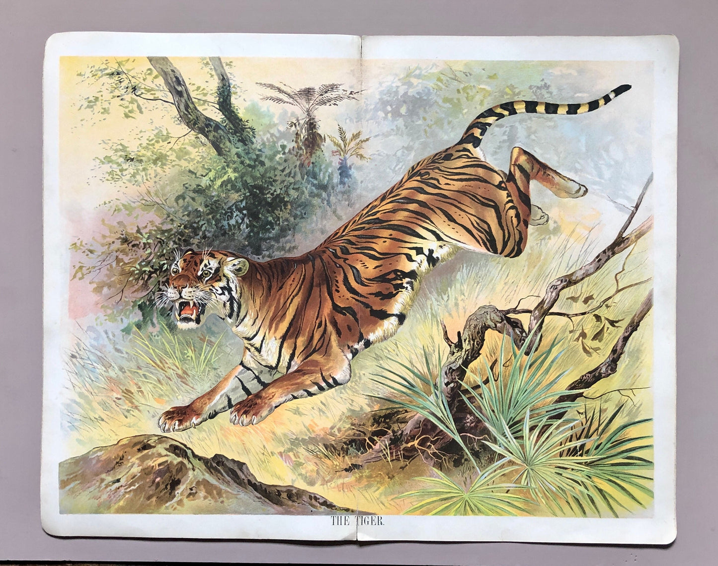 Book of Animals. Published by Browne and Browne of Newcastle In The Late 1800’s. Large Format. 7 Pictures. 26 x 41 cms.
