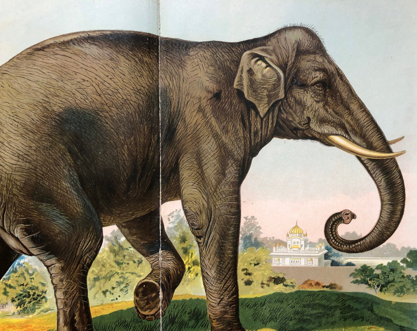 Book of Animals. Published by Browne and Browne of Newcastle In The Late 1800’s. Large Format. 7 Pictures. 26 x 41 cms.