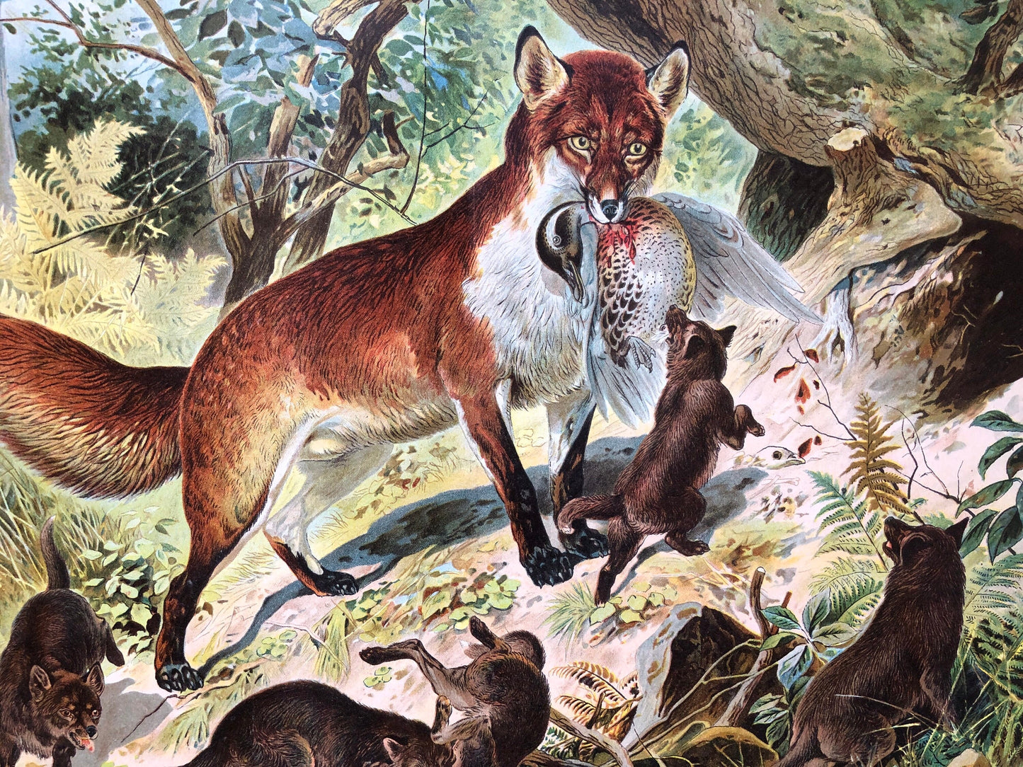 Book of Animals. Published by Browne and Browne of Newcastle In The Late 1800’s. Large Format. 7 Pictures. 26 x 41 cms.