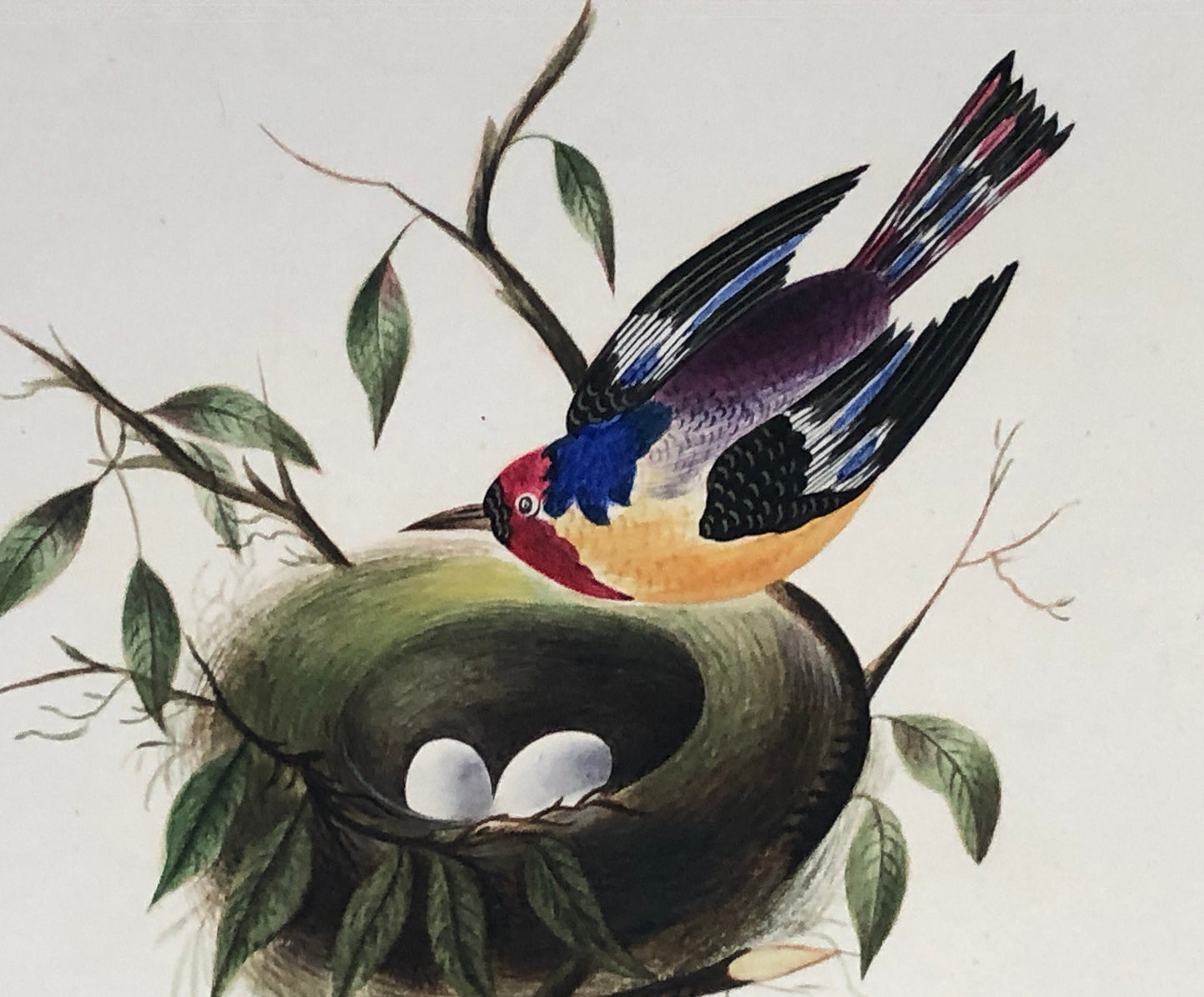 An Original Georgian Watercolour . A Bird and It’s Nest. White Paper Surround. Size: 12 x 15 cms.