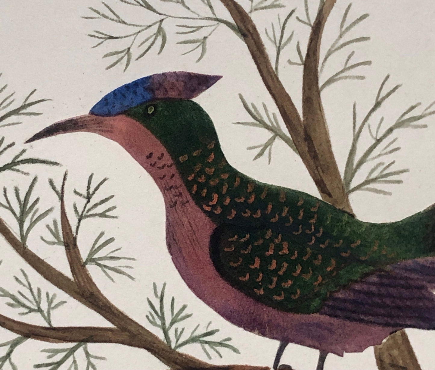 An Original Georgian Watercolour. An Exotic Bird on A Branch. White Paper Surround. Size: 14.5 x 17cms.