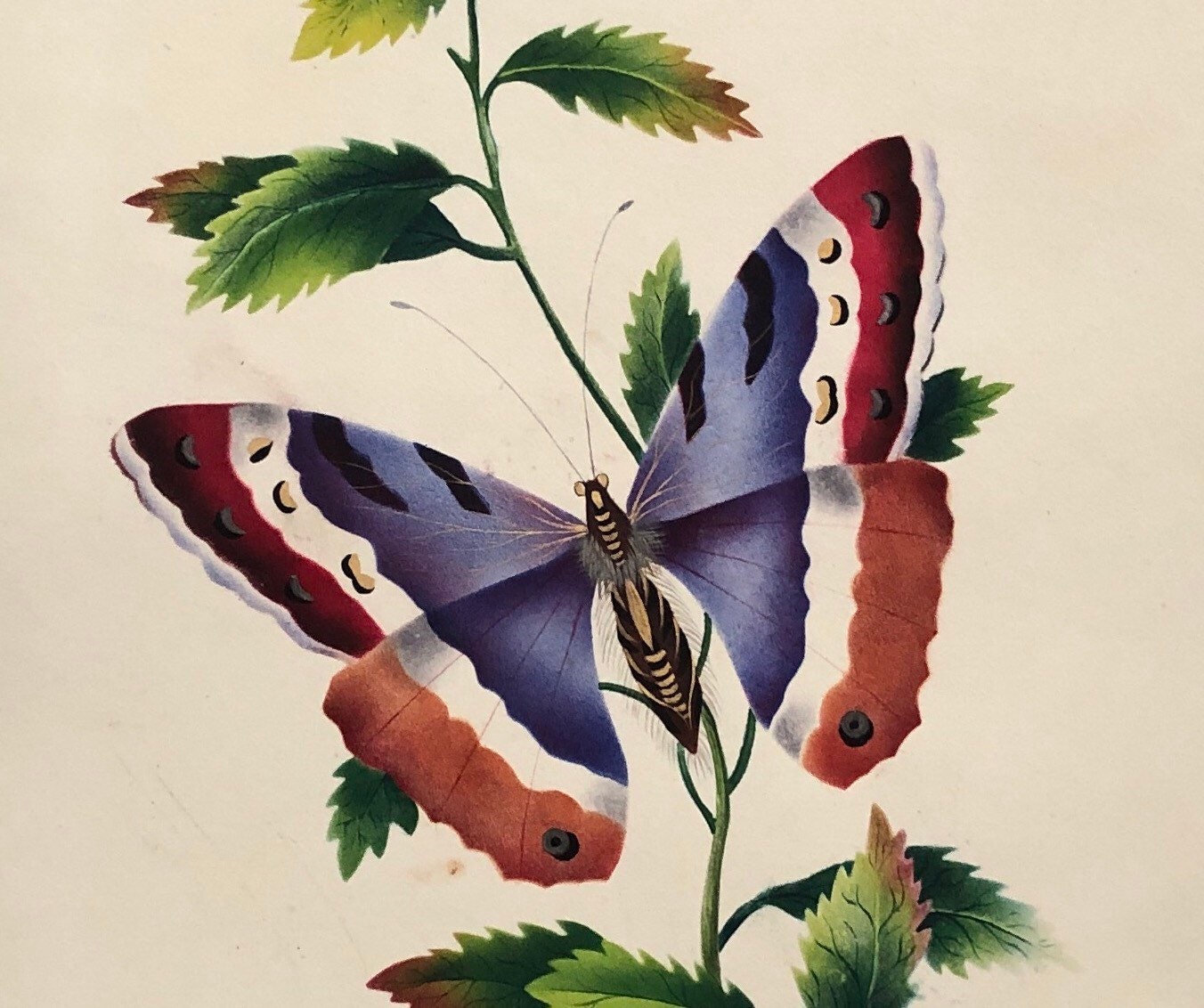 A Butterfly. An Original Watercolour. Georgian. Early 1800s. Size: 27 x 21.5 cms.