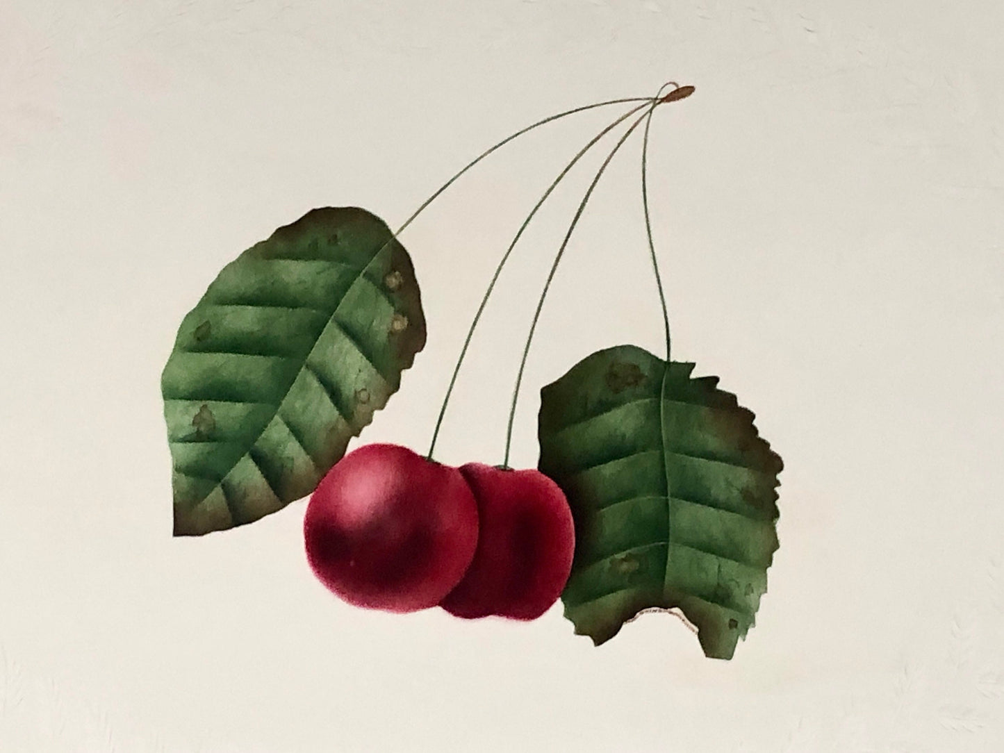An Original Georgian Watercolour. Cherries Within and Embossed Paper Surround. Size: 21.5 x 16 cms.