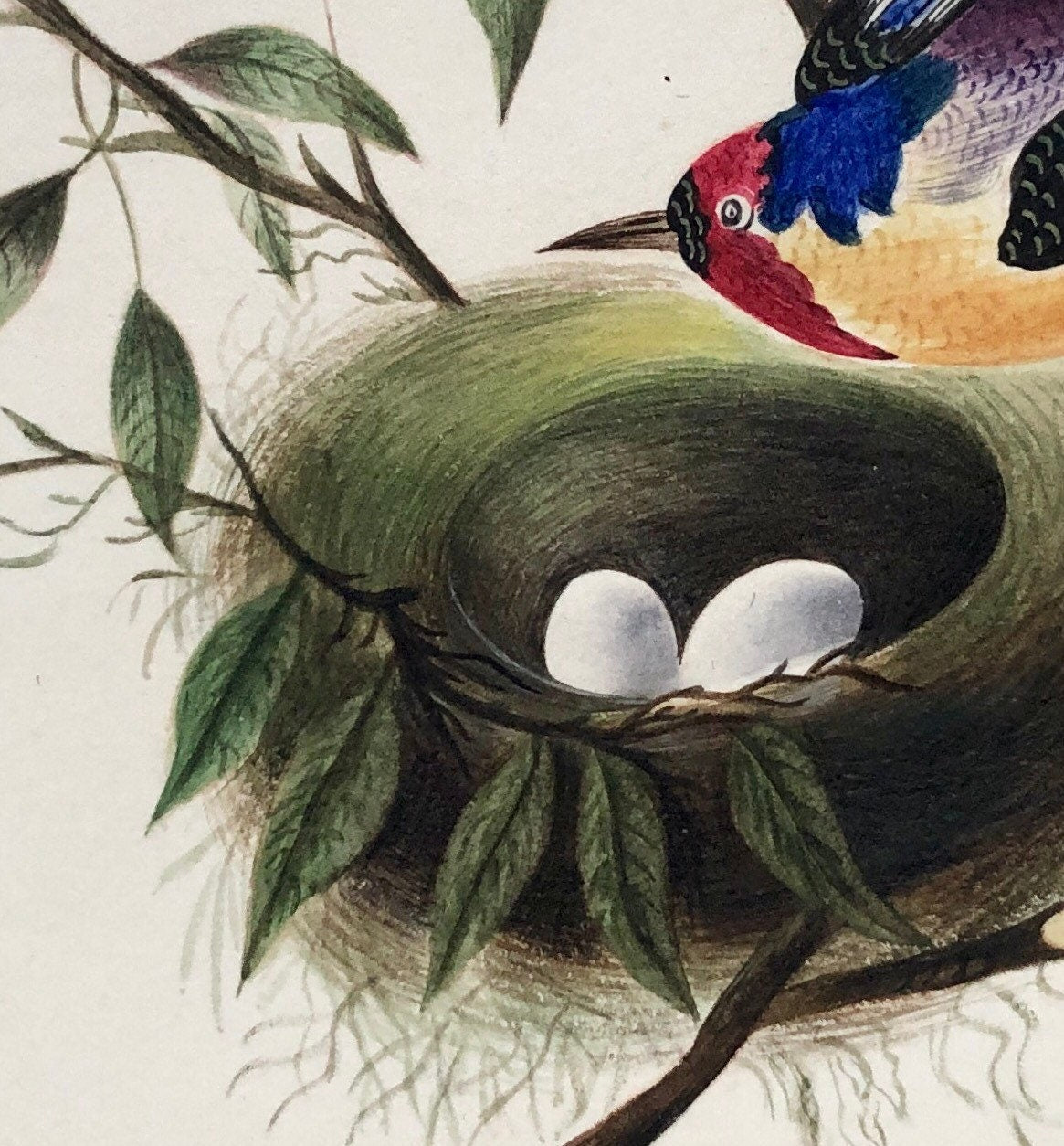 An Original Georgian Watercolour . A Bird and It’s Nest. White Paper Surround. Size: 12 x 15 cms.