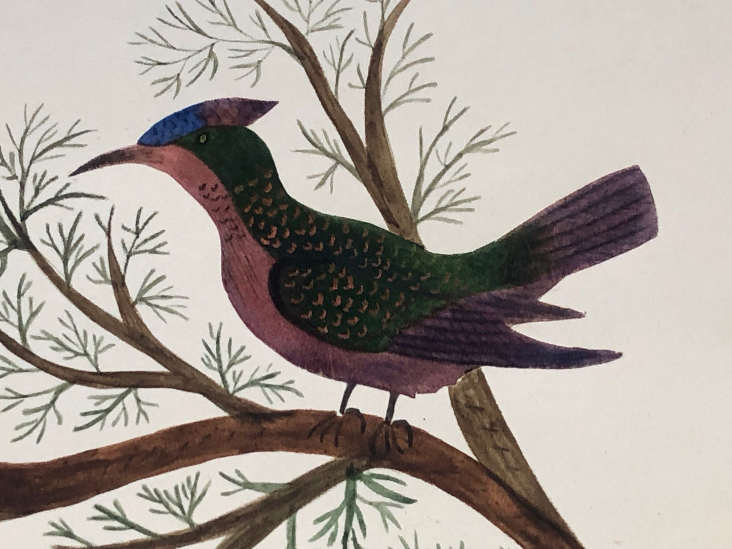 An Original Georgian Watercolour. An Exotic Bird on A Branch. White Paper Surround. Size: 14.5 x 17cms.