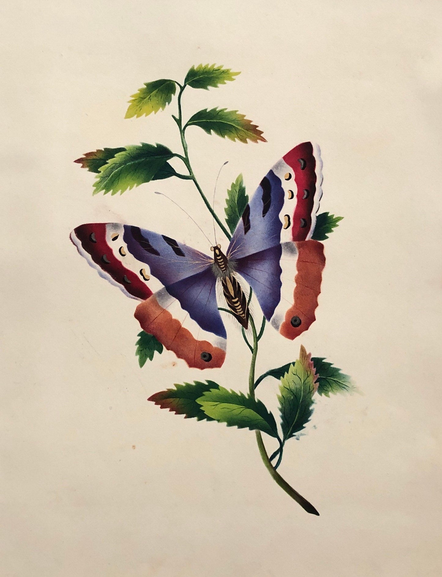 A Butterfly. An Original Watercolour. Georgian. Early 1800s. Size: 27 x 21.5 cms.