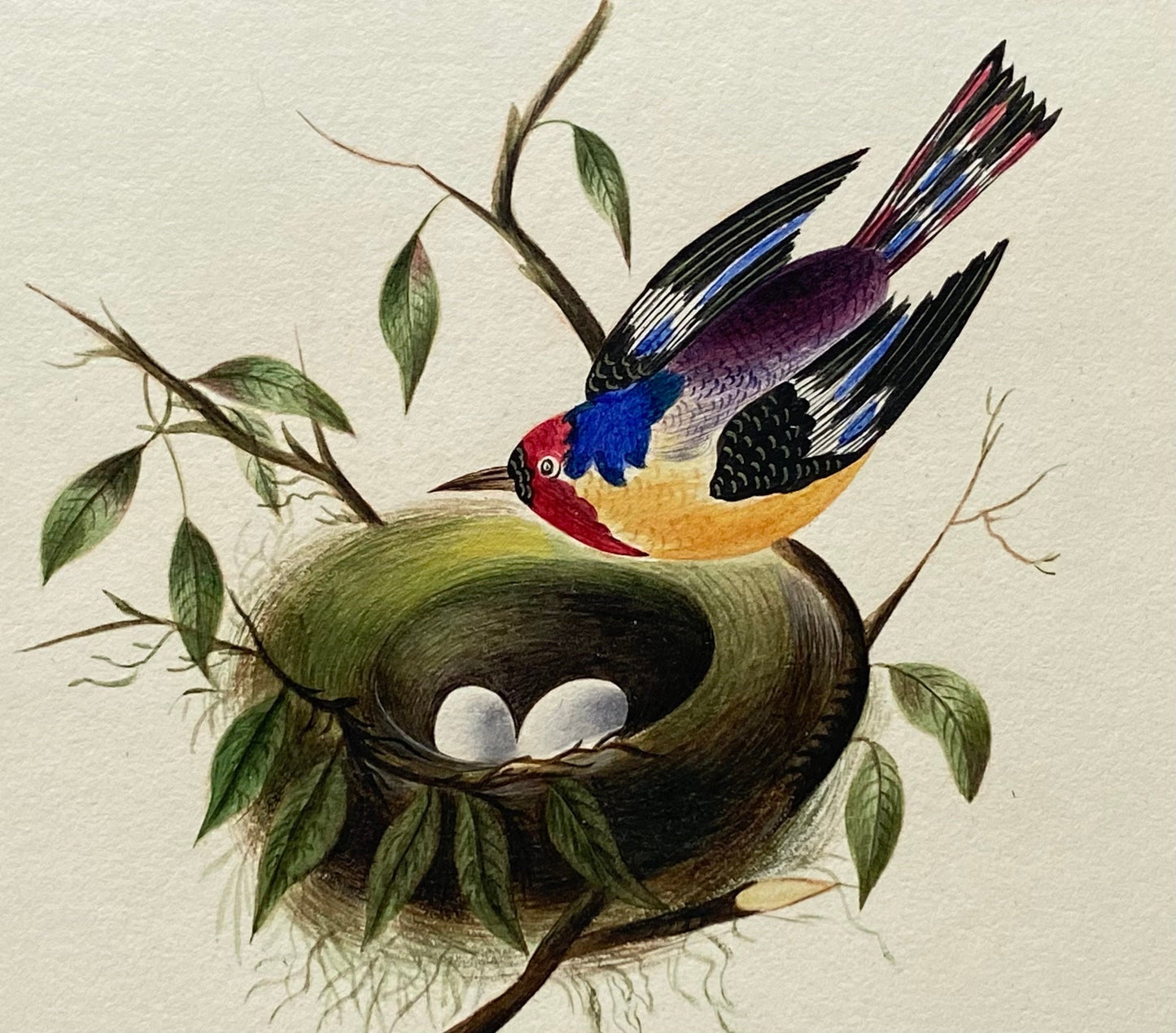A Bird and It’s Nest. An Original Georgian Watercolour. Size: 12 x 16 cms.