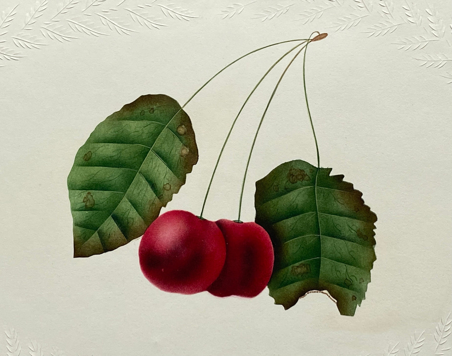 Cherries. An Original Watercolour. Georgian. Known To Be Produced In The Early 1800’s. Unsigned. Size: 21 x 16 cms.