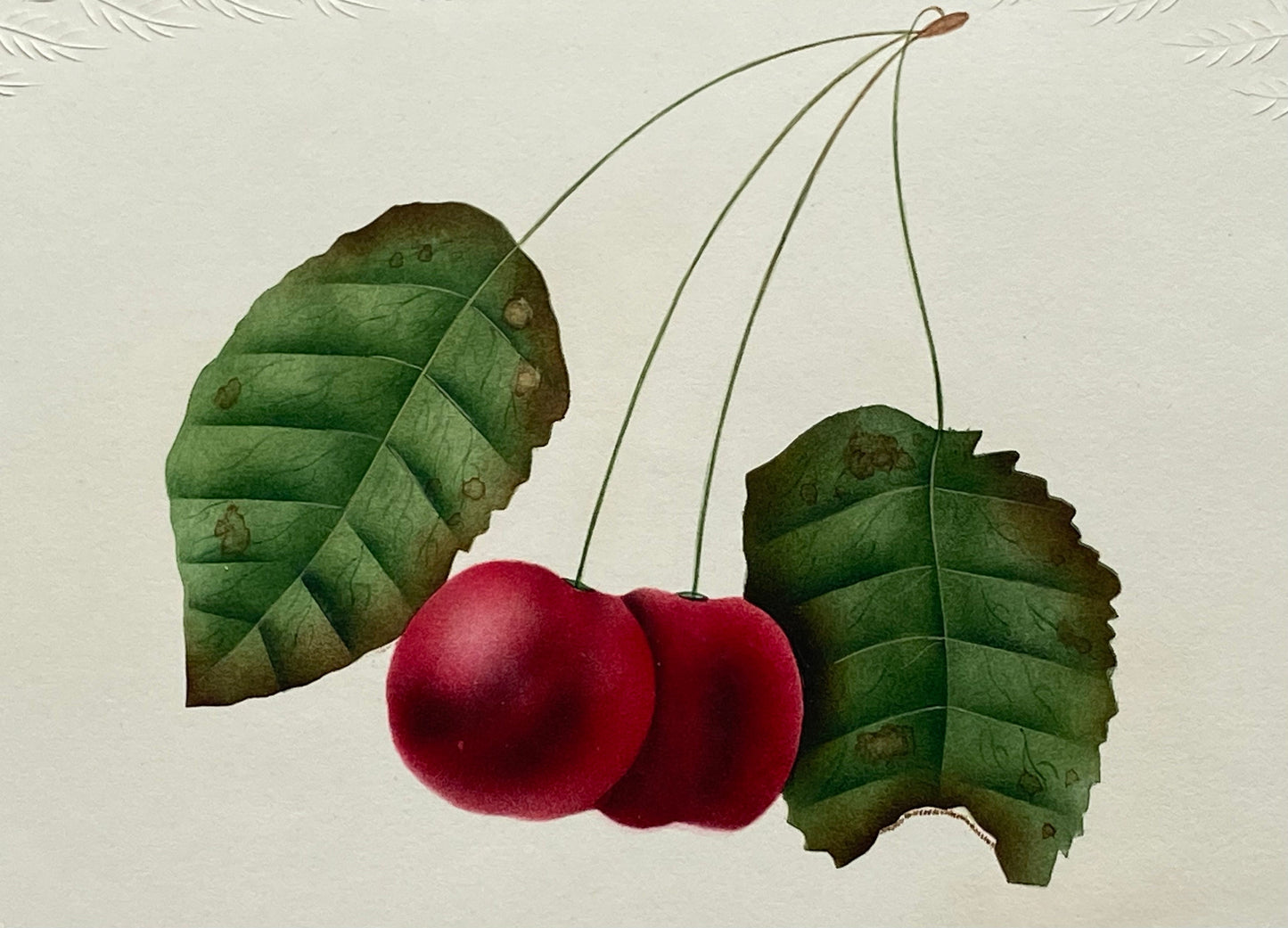 Cherries. An Original Watercolour. Georgian. Known To Be Produced In The Early 1800’s. Unsigned. Size: 21 x 16 cms.