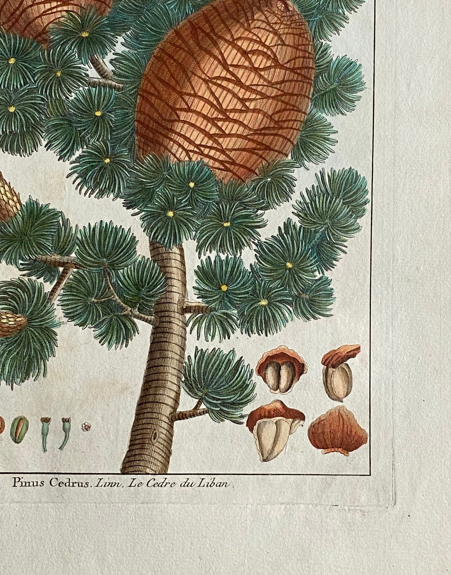 Pinus Cedrus. Cedar Cones. A Hand Coloured Copper Plate Engraving by Pierre Joseph Buchoz. Circa 1770. Size: 47.5 x 29 cms.