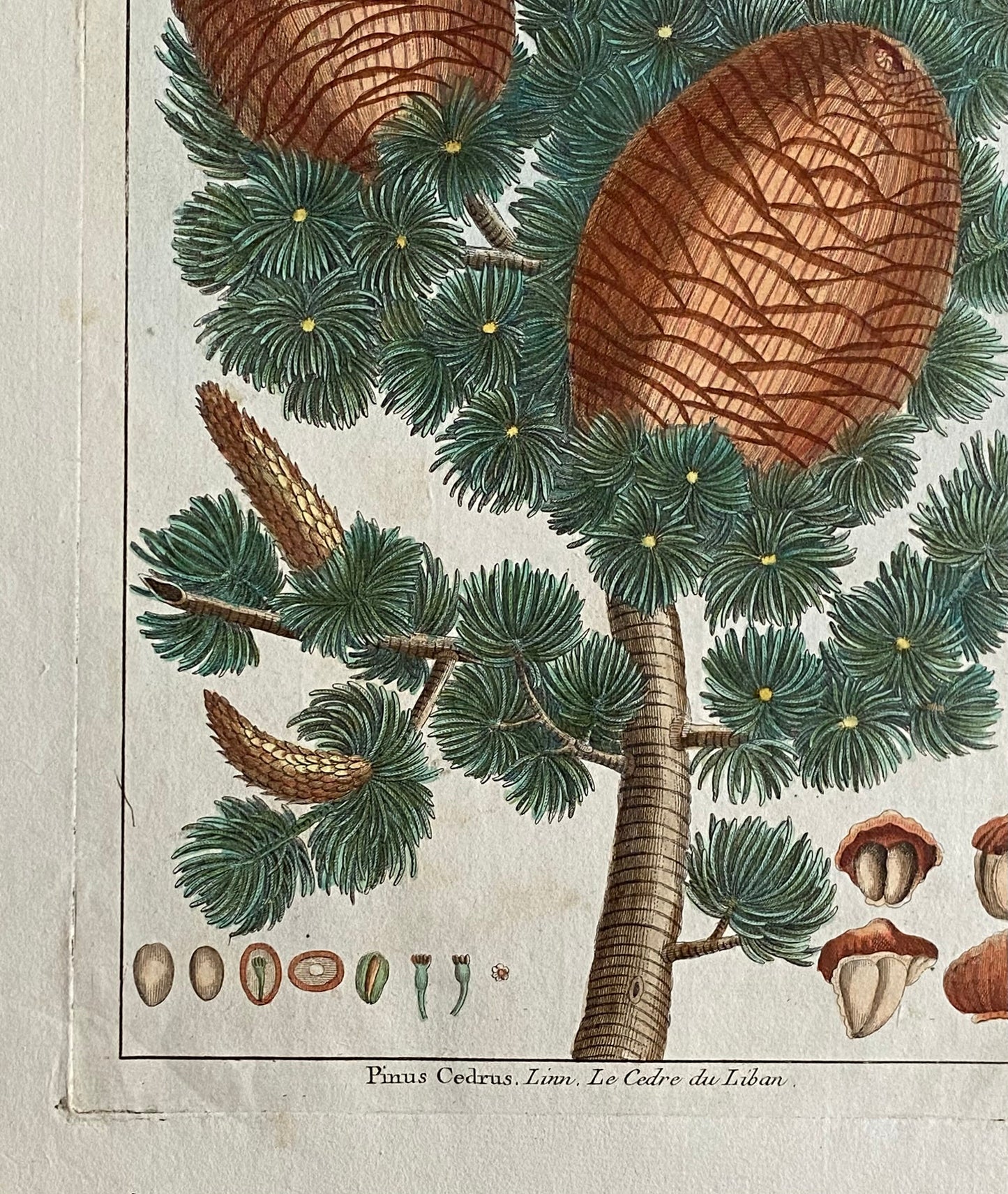 Pinus Cedrus. Cedar Cones. A Hand Coloured Copper Plate Engraving by Pierre Joseph Buchoz. Circa 1770. Size: 47.5 x 29 cms.