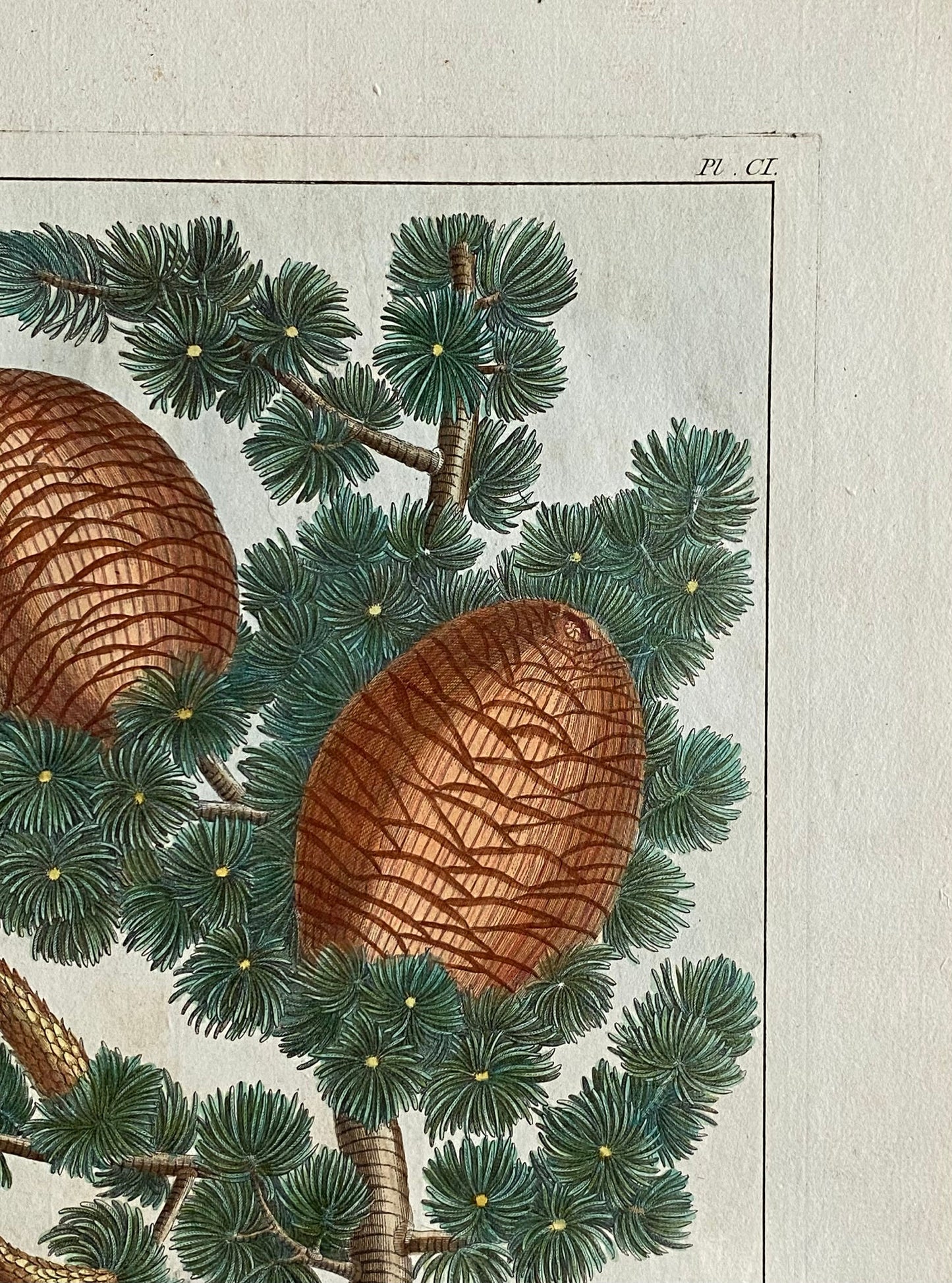 Pinus Cedrus. Cedar Cones. A Hand Coloured Copper Plate Engraving by Pierre Joseph Buchoz. Circa 1770. Size: 47.5 x 29 cms.