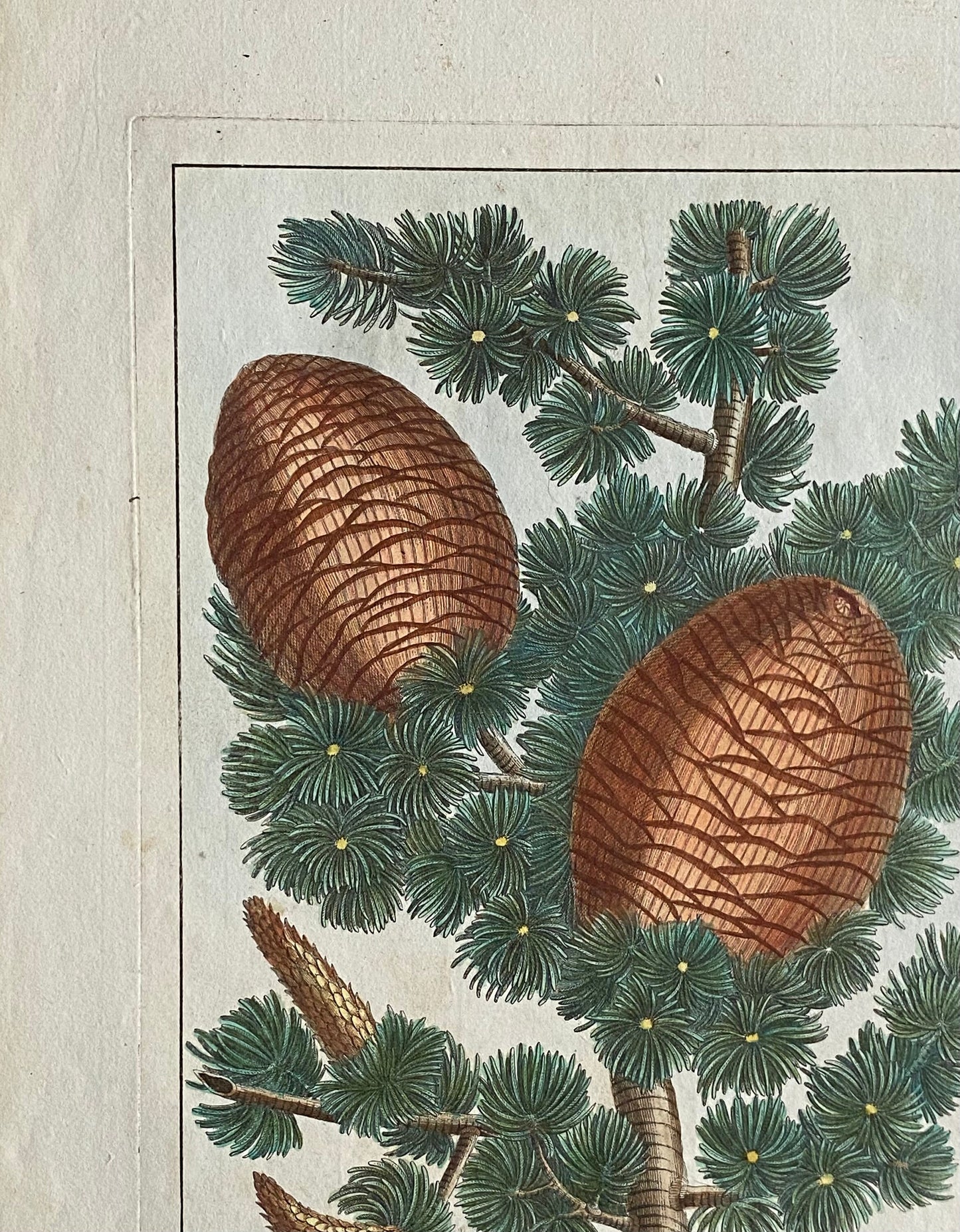 Pinus Cedrus. Cedar Cones. A Hand Coloured Copper Plate Engraving by Pierre Joseph Buchoz. Circa 1770. Size: 47.5 x 29 cms.