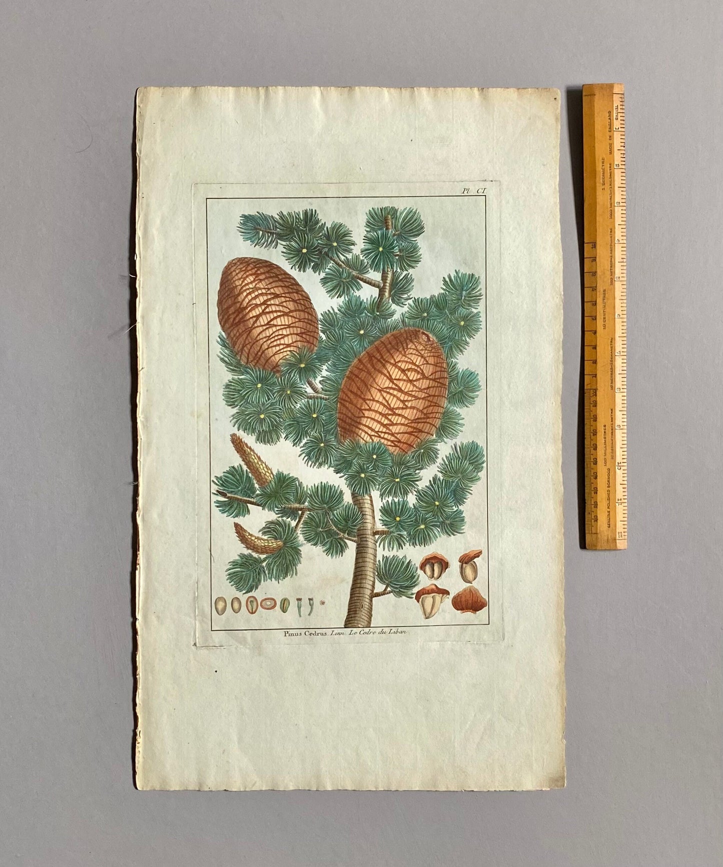Pinus Cedrus. Cedar Cones. A Hand Coloured Copper Plate Engraving by Pierre Joseph Buchoz. Circa 1770. Size: 47.5 x 29 cms.