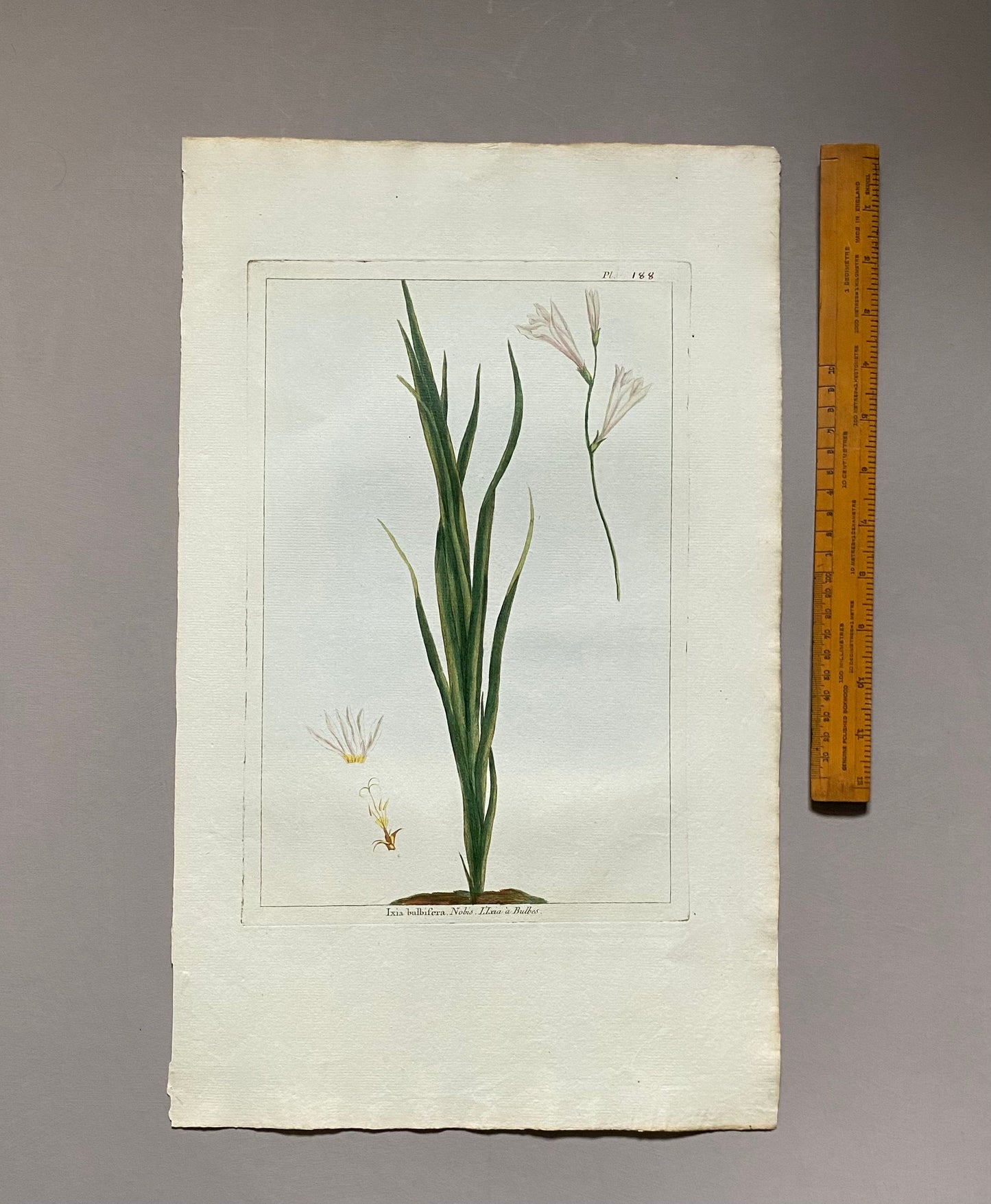 Ixia Bulbifera. A Hand Coloured Copper Plate Engraving by Pierre Joseph Buchoz. Circa 1770. Size: 47.5 x 29 cms.