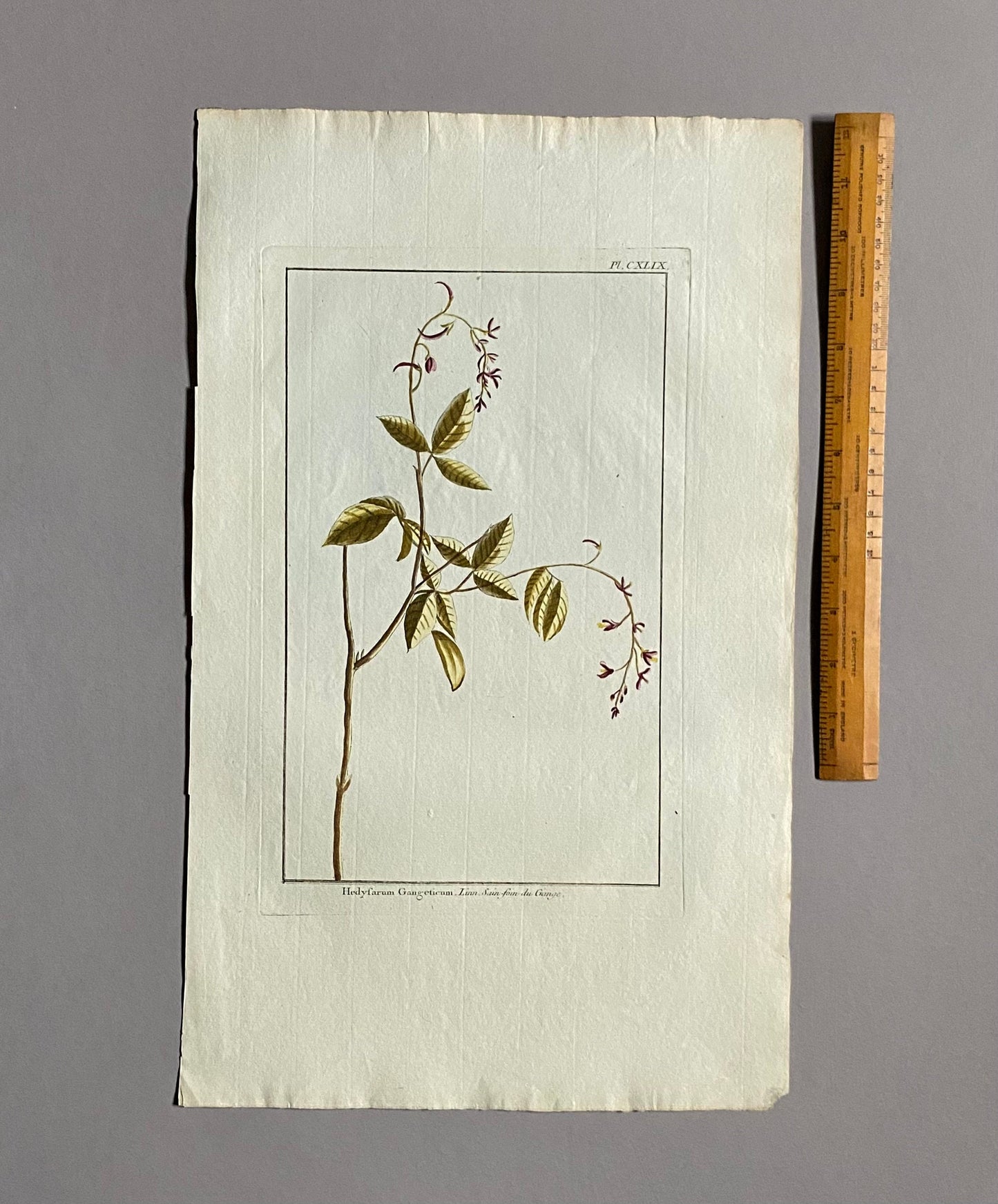Hedyfarum Gangeticum. A Hand Coloured copper Plate Engraving by Pierre Joseph Buchoz. Circa 1770. Size: 47.5 x 29 cms.