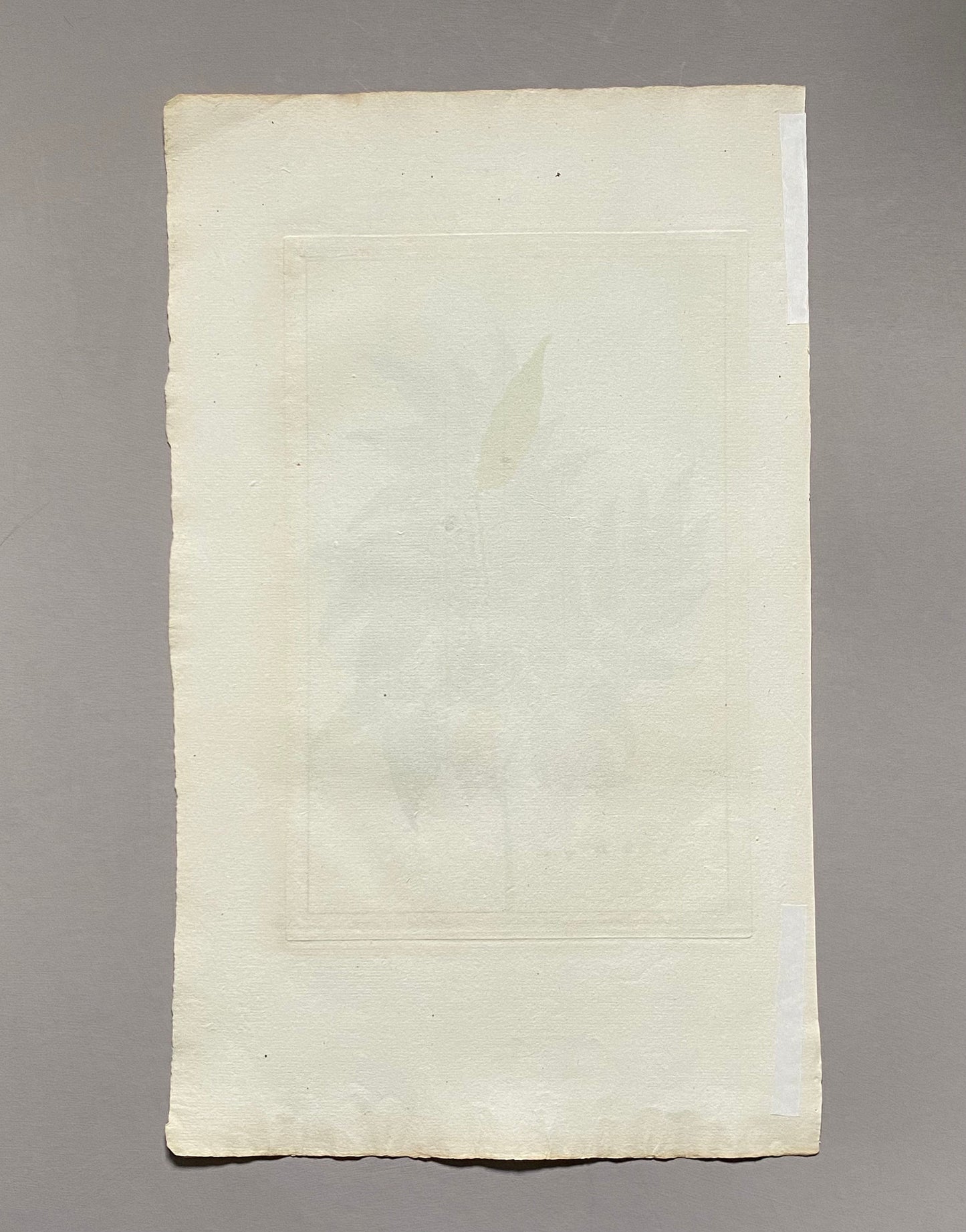 Hedyfarum Gangeticum. A Hand Coloured copper Plate Engraving by Pierre Joseph Buchoz. Circa 1770. Size: 47.5 x 29 cms.