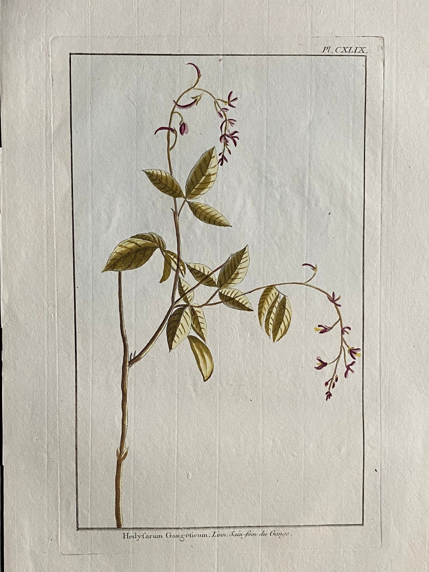 Hedyfarum Gangeticum. A Hand Coloured copper Plate Engraving by Pierre Joseph Buchoz. Circa 1770. Size: 47.5 x 29 cms.
