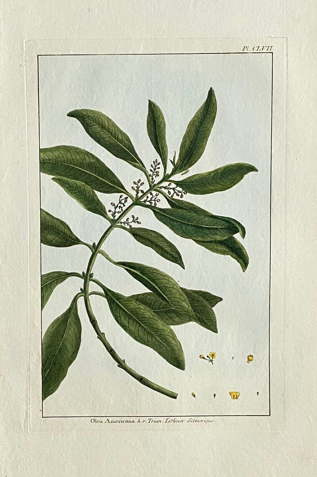 Olea Americana. An Original Hand Coloured Copper Plate Engraving by Pierre Joseph Buchoz. 1770s. Size: 47.5 x 29 cms.