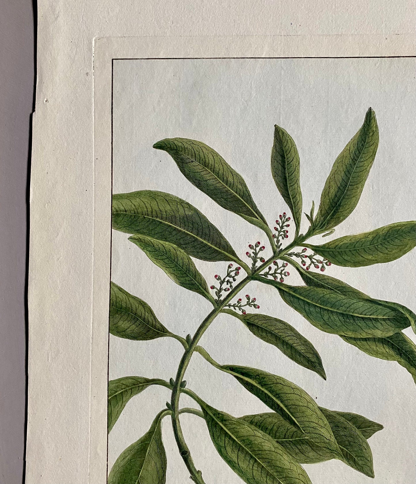 Olea Americana. An Original Hand Coloured Copper Plate Engraving by Pierre Joseph Buchoz. 1770s. Size: 47.5 x 29 cms.