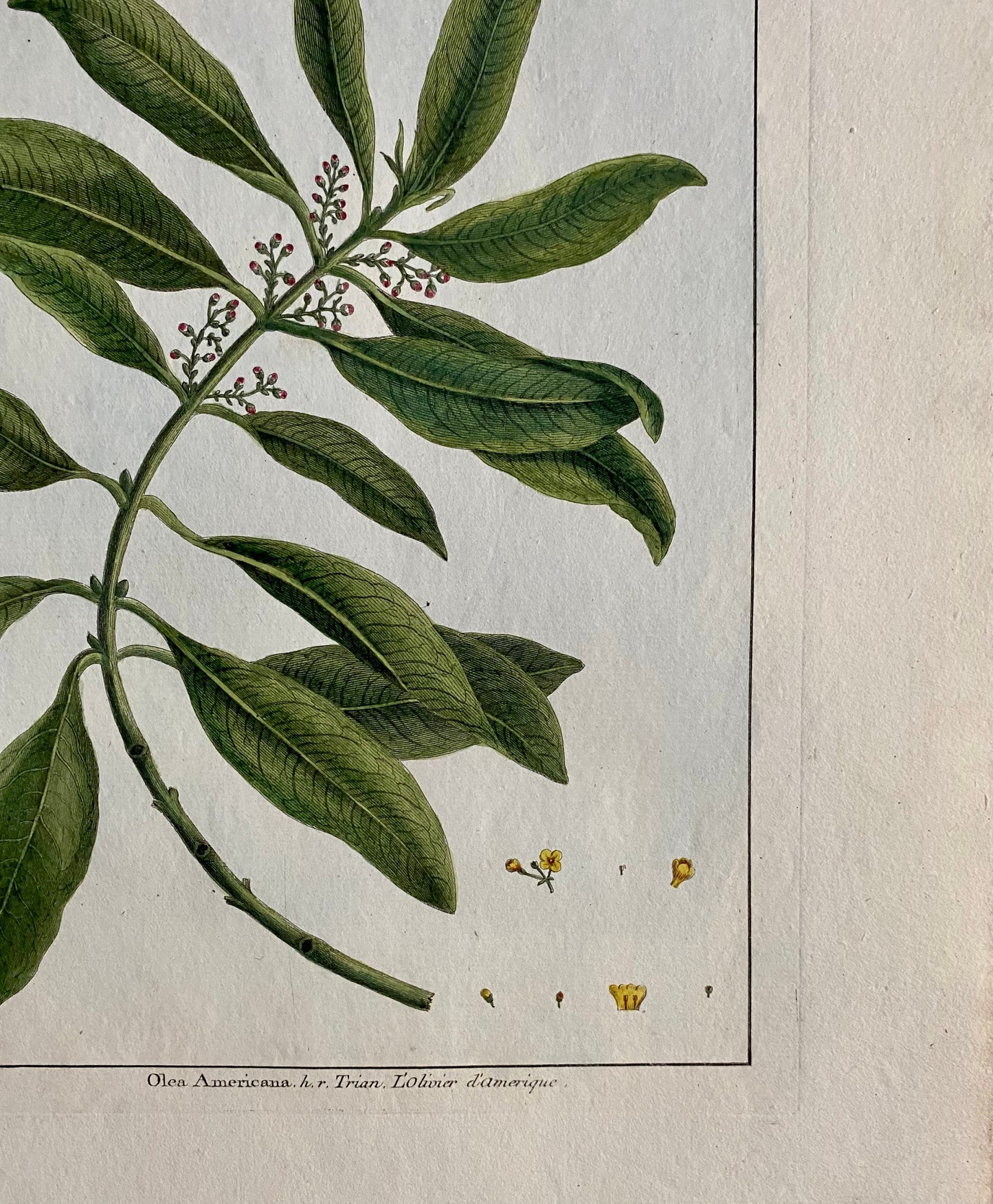 Olea Americana. An Original Hand Coloured Copper Plate Engraving by Pierre Joseph Buchoz. 1770s. Size: 47.5 x 29 cms.