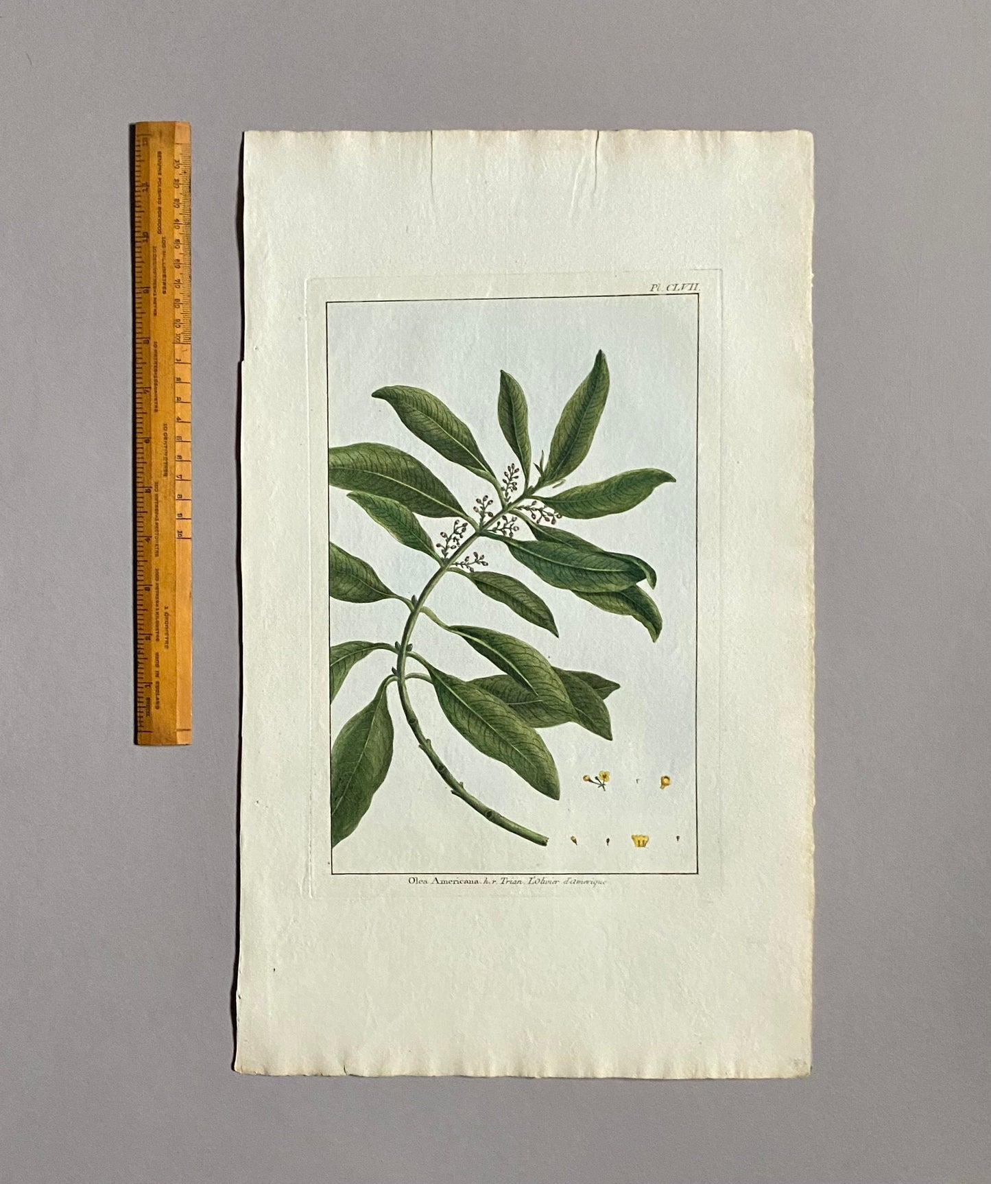 Olea Americana. An Original Hand Coloured Copper Plate Engraving by Pierre Joseph Buchoz. 1770s. Size: 47.5 x 29 cms.