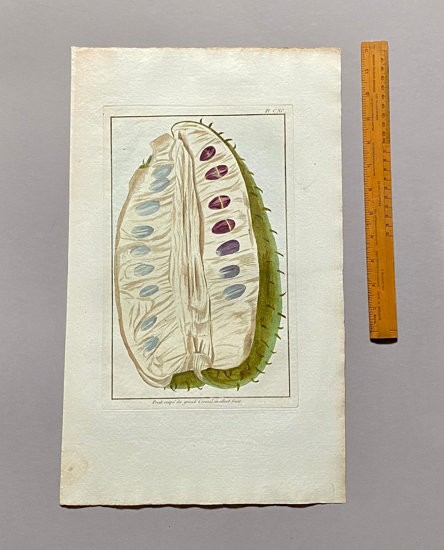 Fruit coupé Du Grand Corosal. A Hand Coloured Copper Plate Engraving by Pierre Joseph Buchoz. Circa 1770. Size: 47.5 x 29 cms.