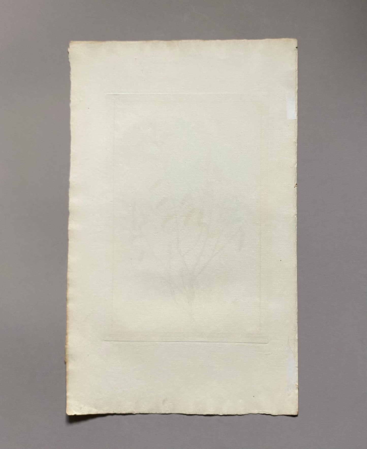 Betula Americana. A Hand Coloured Copper Plate Engraving by Pierre Joseph Buchoz. Circa 1770. Size: 47.5 x 29 cms.