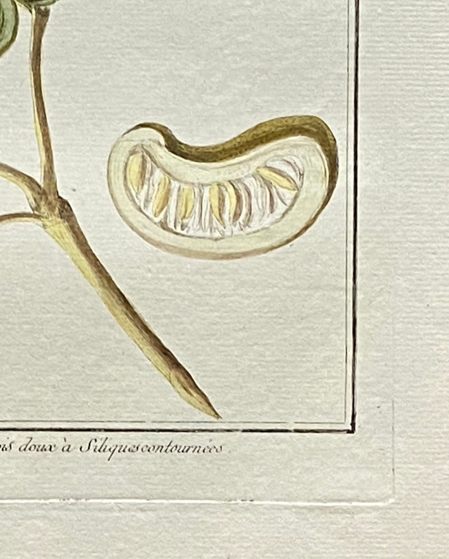 Mimosa contorta. A Hand Coloured Copper Plate Engraving by Pierre Joseph Buchoz. Circa 1770. Size: 47.5 x 29 cms.