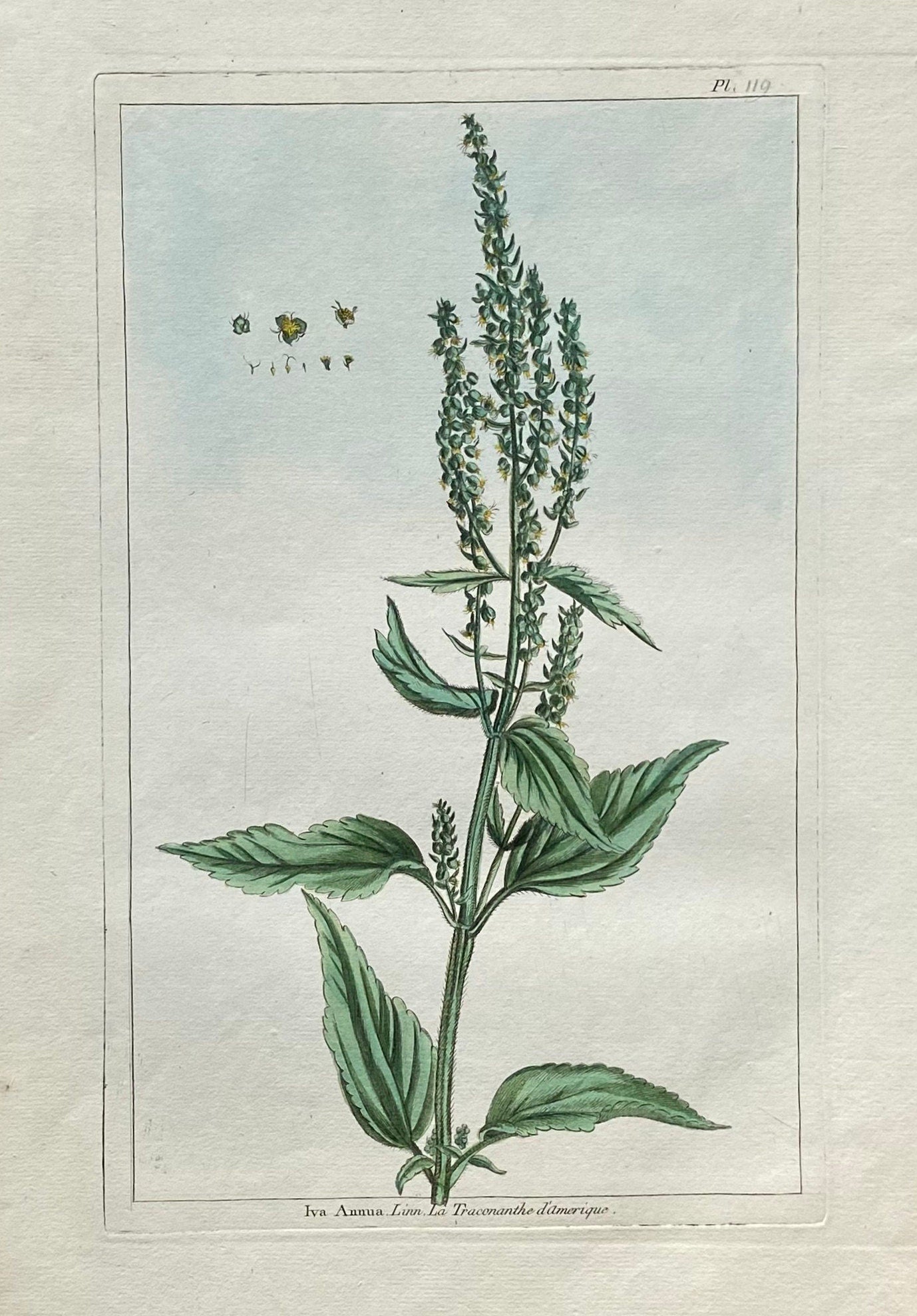 Iva Annua. Sumpweed. A Hand Coloured Copper Plate Engraving by Pierre Joseph Buchoz. Circa 1770. Size: 47.5 x 29 cms.