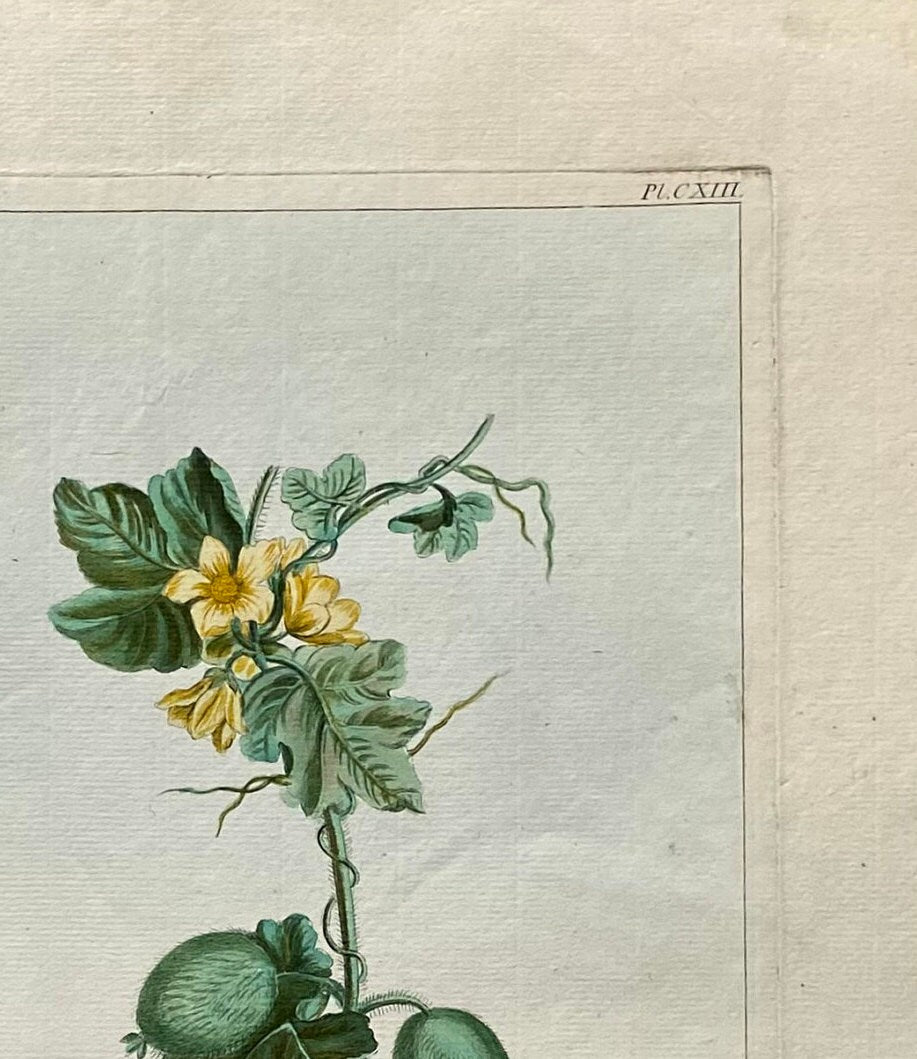 Momordica elartarium. A Hand Coloured Copper Plate Engraving by Pierre Joseph Buchoz. Circa 1770. Size: 47.5 x 29 cms.