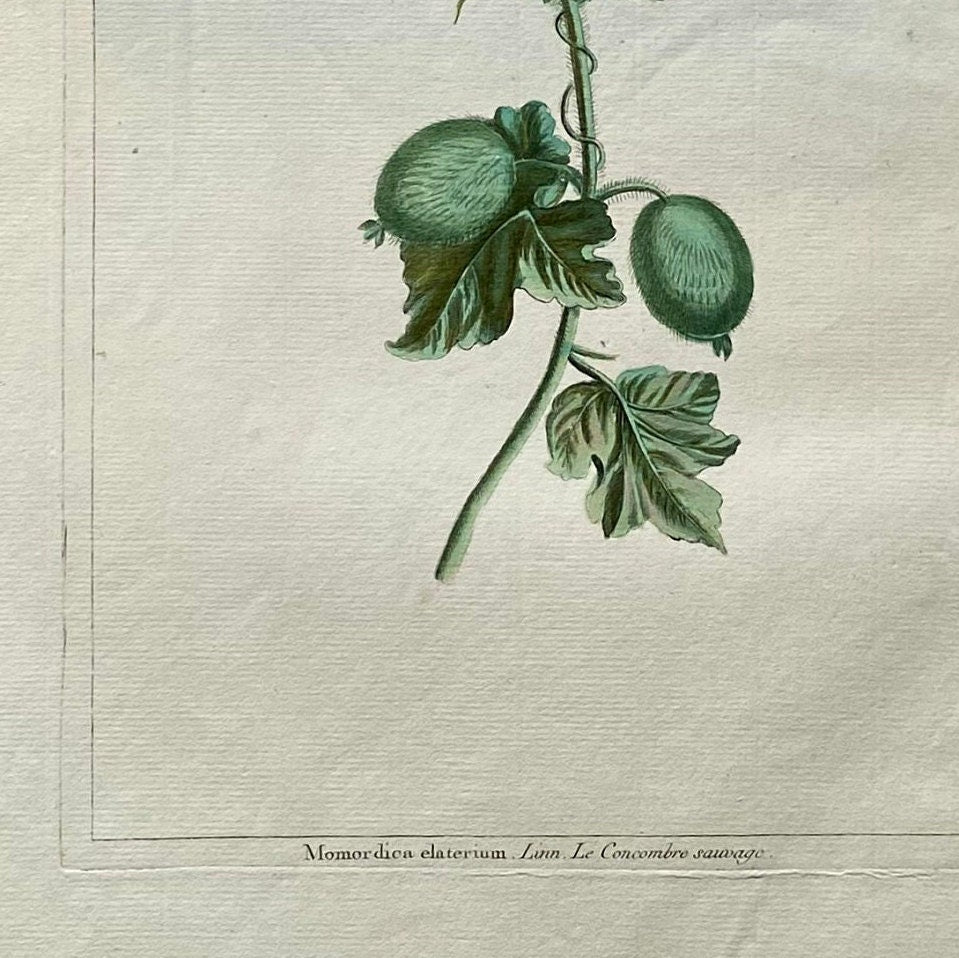 Momordica elartarium. A Hand Coloured Copper Plate Engraving by Pierre Joseph Buchoz. Circa 1770. Size: 47.5 x 29 cms.