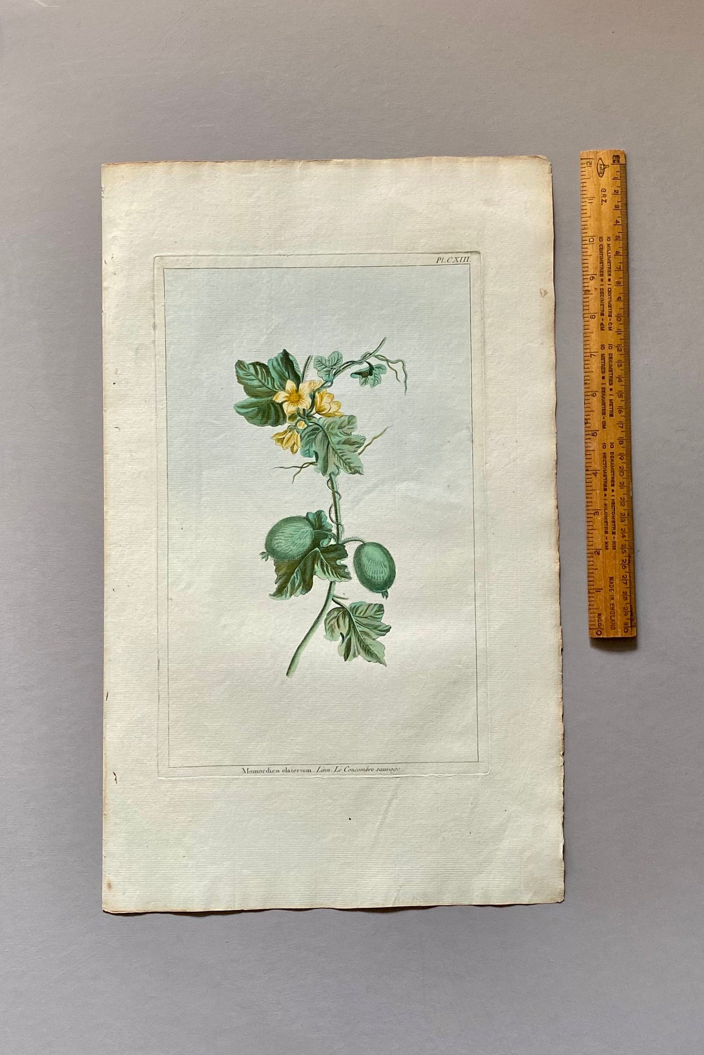 Momordica elartarium. A Hand Coloured Copper Plate Engraving by Pierre Joseph Buchoz. Circa 1770. Size: 47.5 x 29 cms.