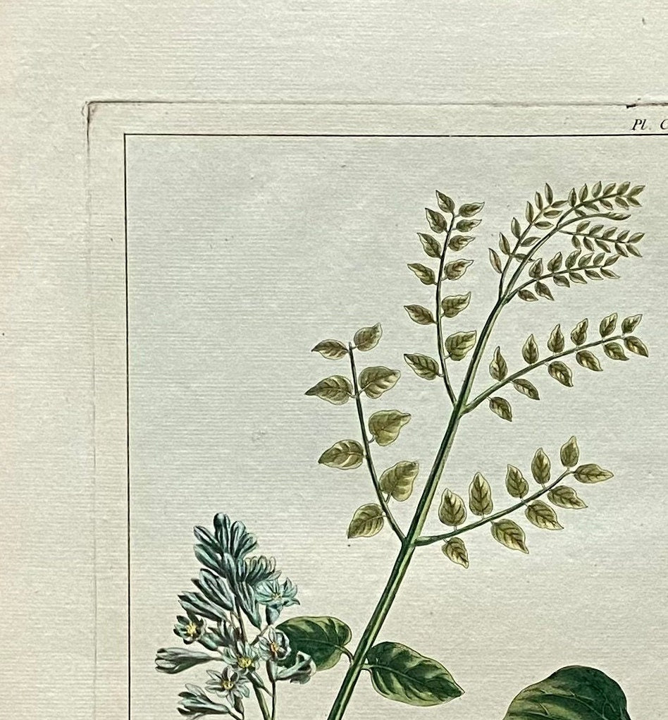 Guilandina Bonduc. A Hand Coloured Copper Plate Engraving by Pierre Joseph Buchoz. Circa 1770. Size: 47.5 x 29 cms.