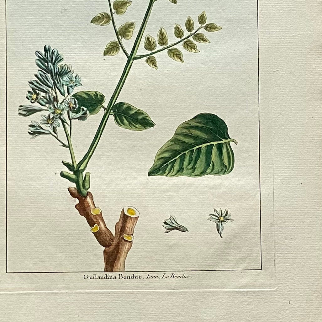 Guilandina Bonduc. A Hand Coloured Copper Plate Engraving by Pierre Joseph Buchoz. Circa 1770. Size: 47.5 x 29 cms.