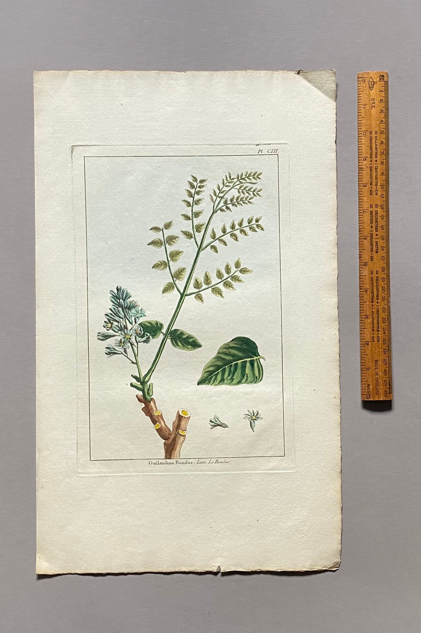 Guilandina Bonduc. A Hand Coloured Copper Plate Engraving by Pierre Joseph Buchoz. Circa 1770. Size: 47.5 x 29 cms.
