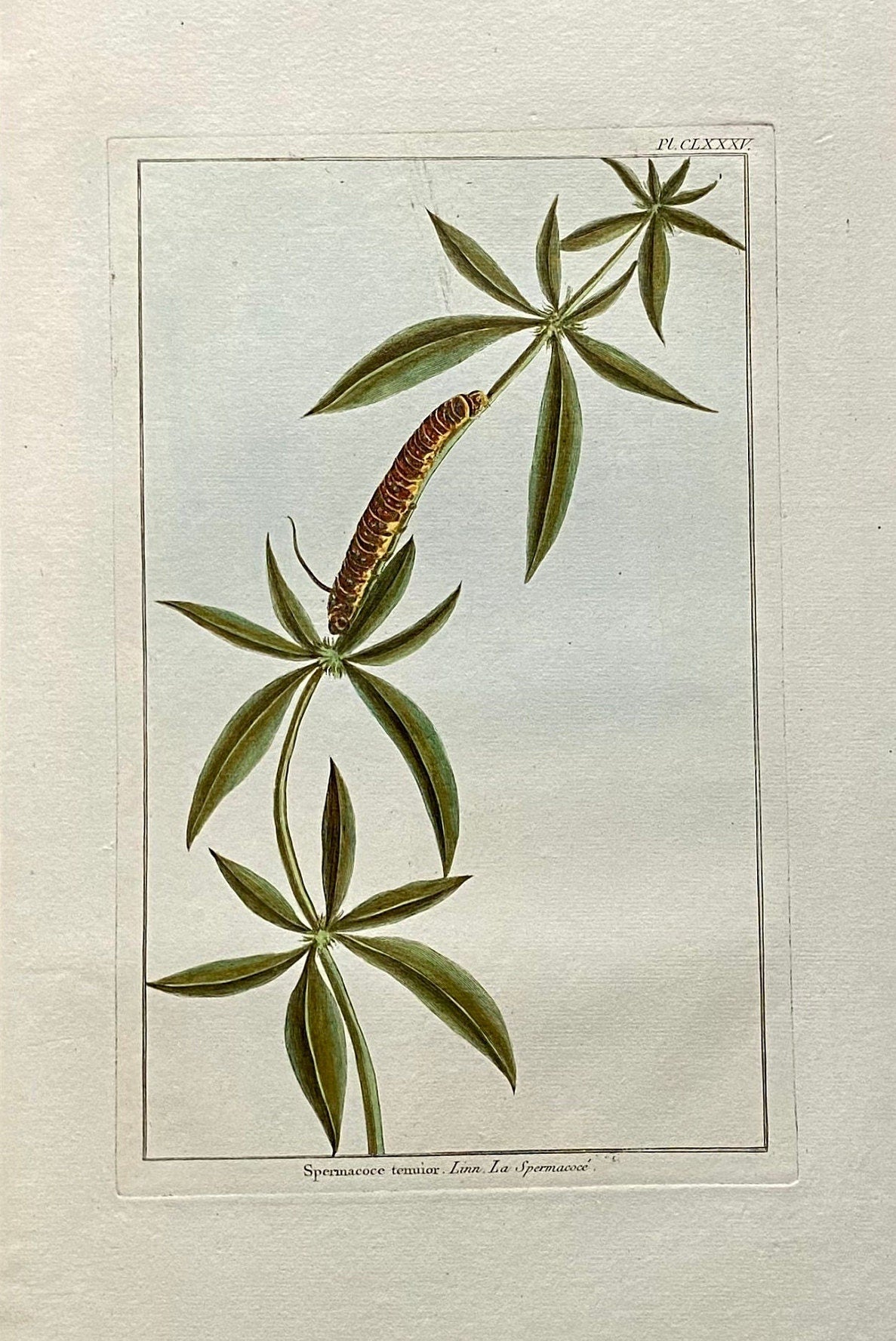Spermacoce termior. A Hand Coloured Copper Plate Engraving by Pierre Joseph Buchoz. Circa 1770. Size: 47.5 x 29 cms.