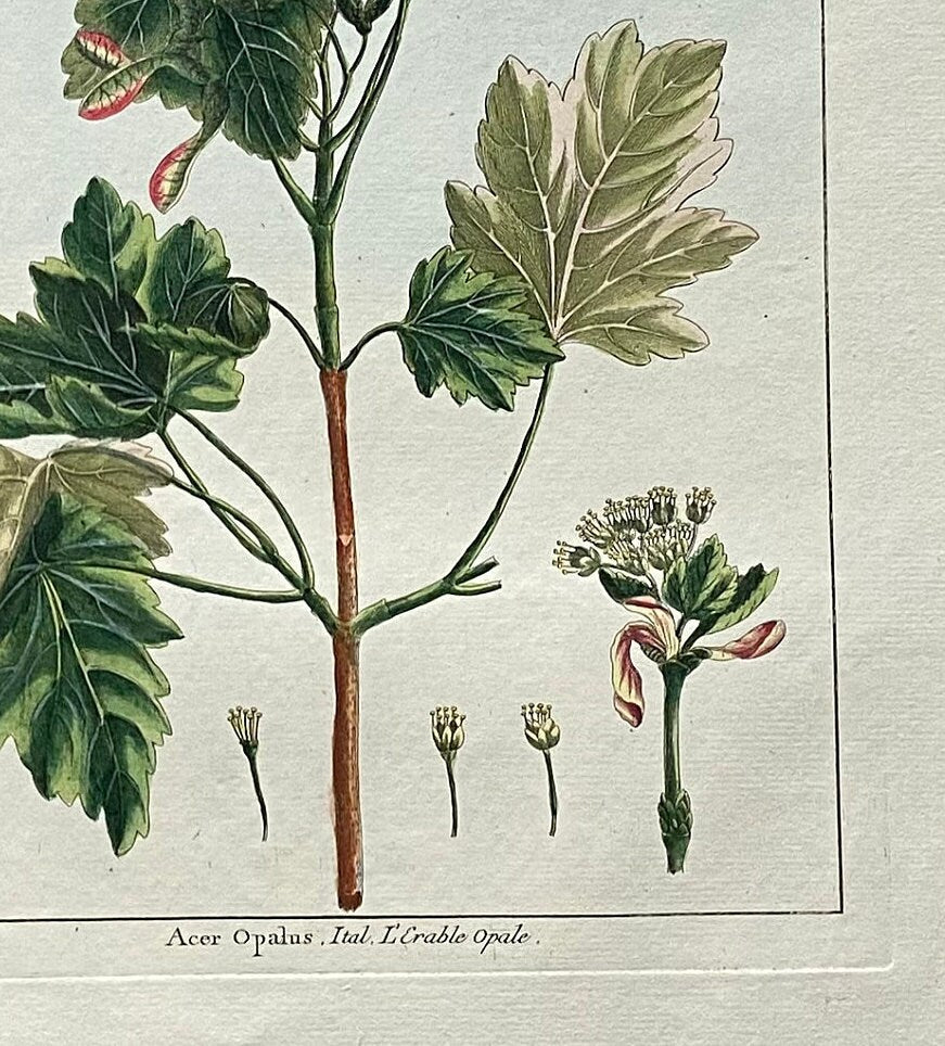Acer Opalus. A Hand Coloured Copper Plate Engraving by Pierre Joseph Buchoz. Circa 1770. Size: 47.5 x 29 cms.