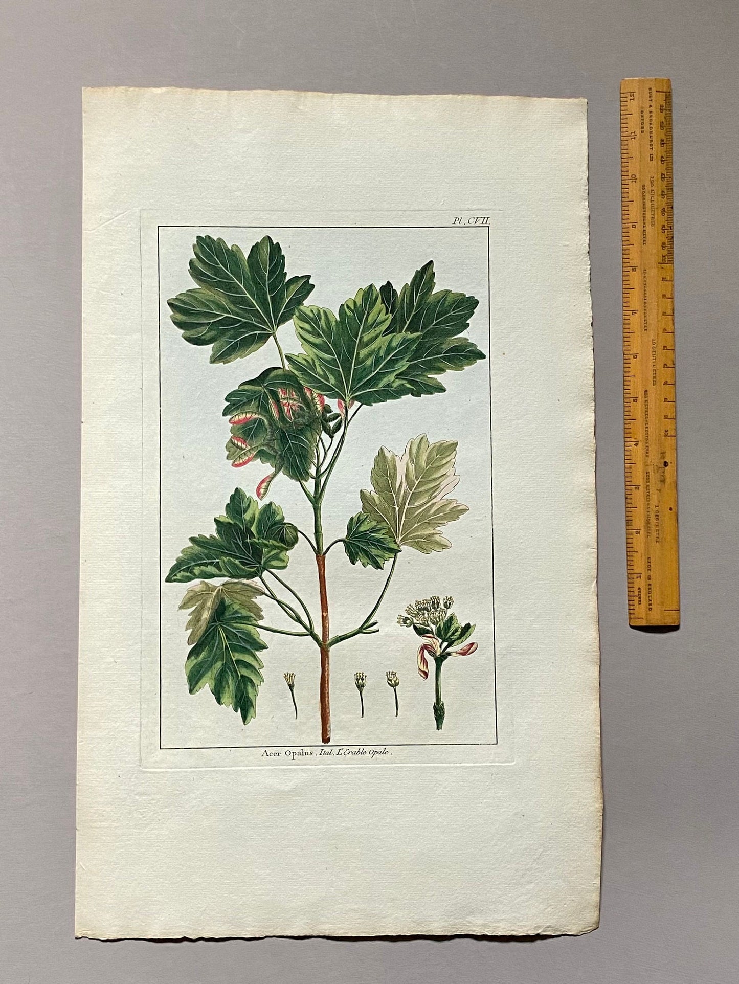 Acer Opalus. A Hand Coloured Copper Plate Engraving by Pierre Joseph Buchoz. Circa 1770. Size: 47.5 x 29 cms.