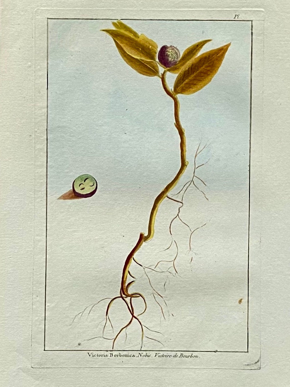 Victoria Borbonica. A Hand Coloured Copper Plate Engraving by Pierre Joseph Buchoz circa 1770. Size: 47.5 x 29 cms.