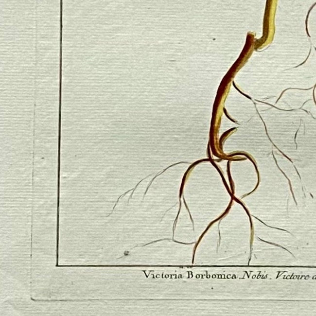 Victoria Borbonica. A Hand Coloured Copper Plate Engraving by Pierre Joseph Buchoz circa 1770. Size: 47.5 x 29 cms.