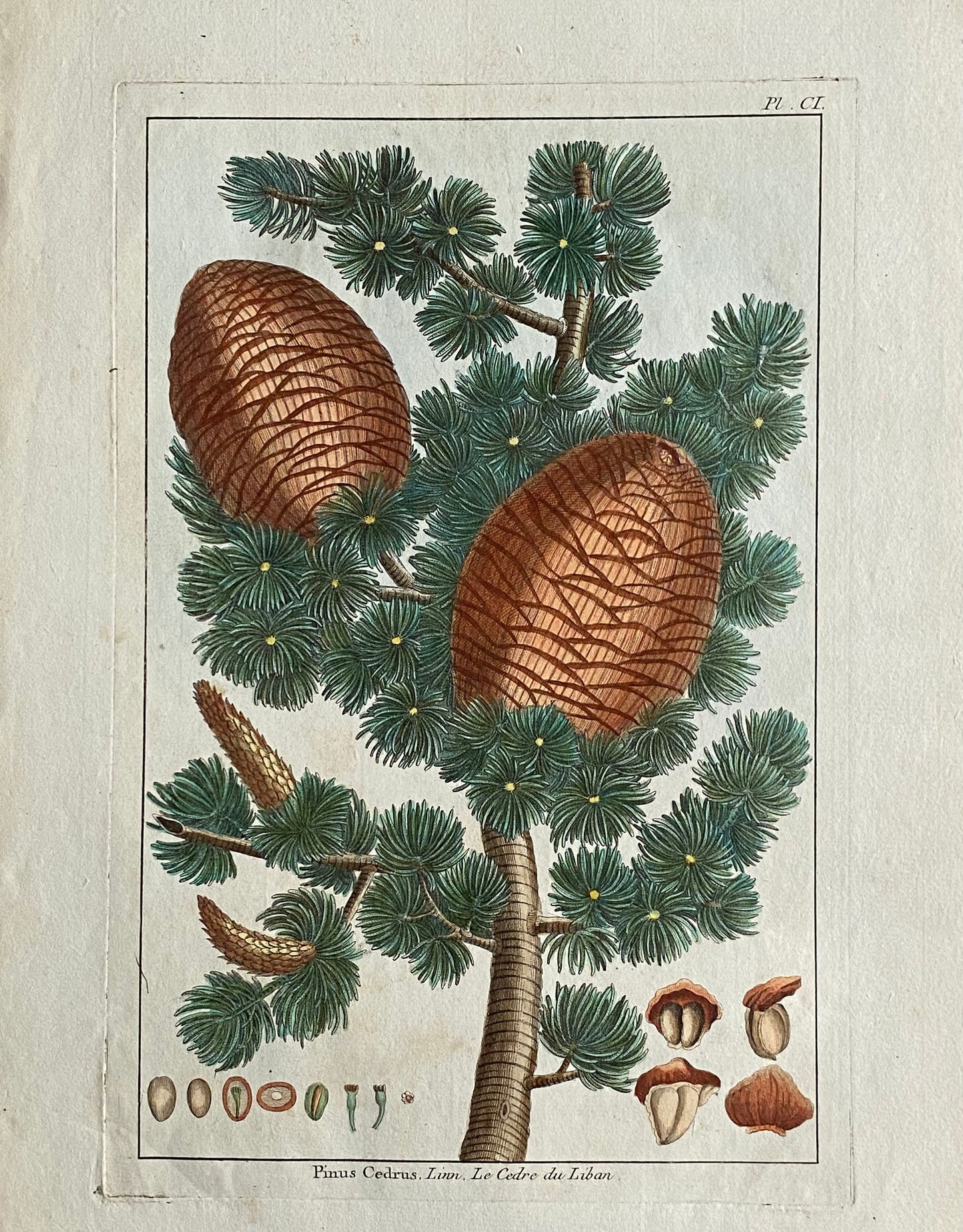 Pinus Cedrus. Cedar Cones. A Hand Coloured Copper Plate Engraving by Pierre Joseph Buchoz. Circa 1770. Size: 47.5 x 29 cms.