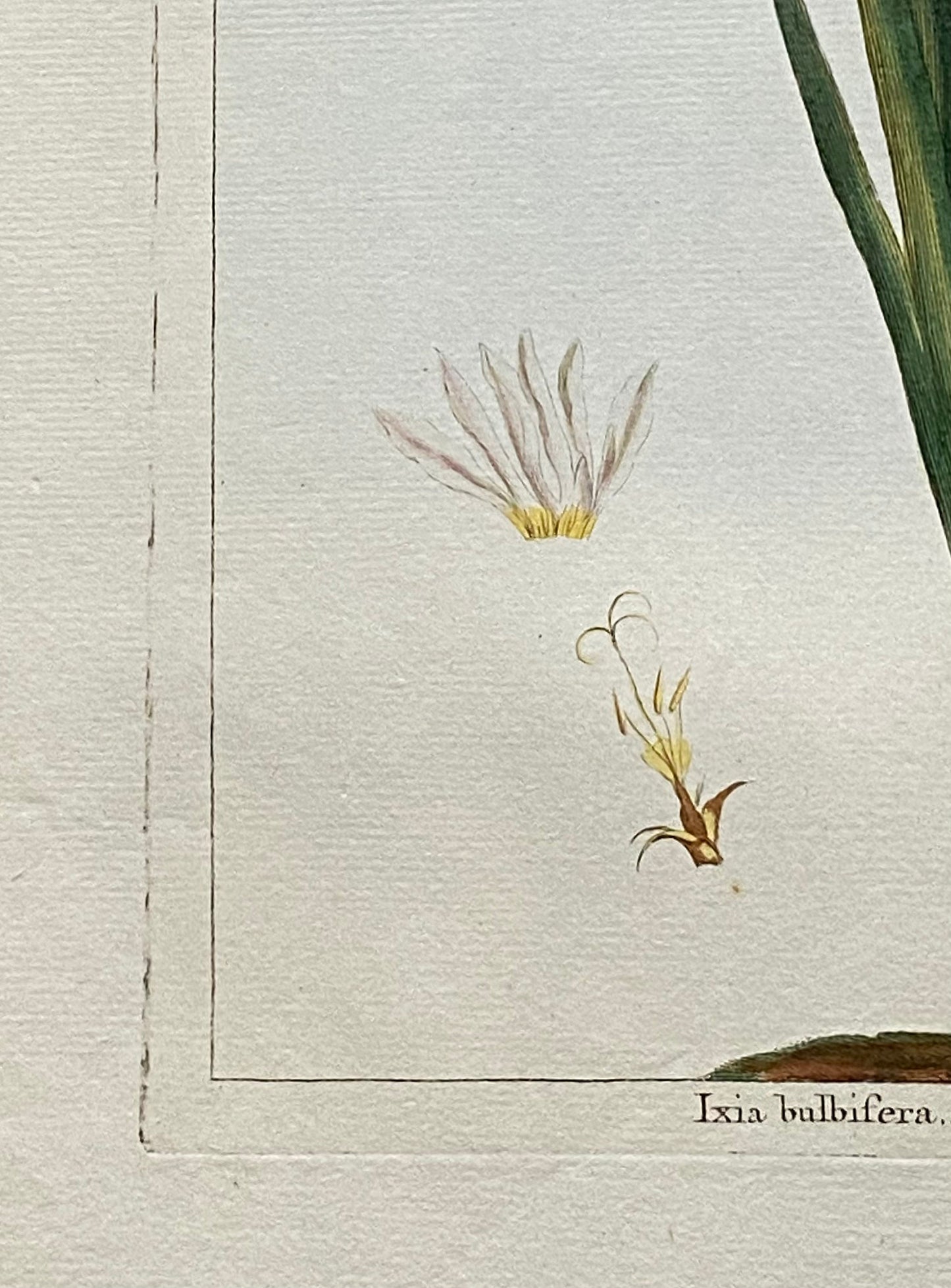 Ixia Bulbifera. A Hand Coloured Copper Plate Engraving by Pierre Joseph Buchoz. Circa 1770. Size: 47.5 x 29 cms.