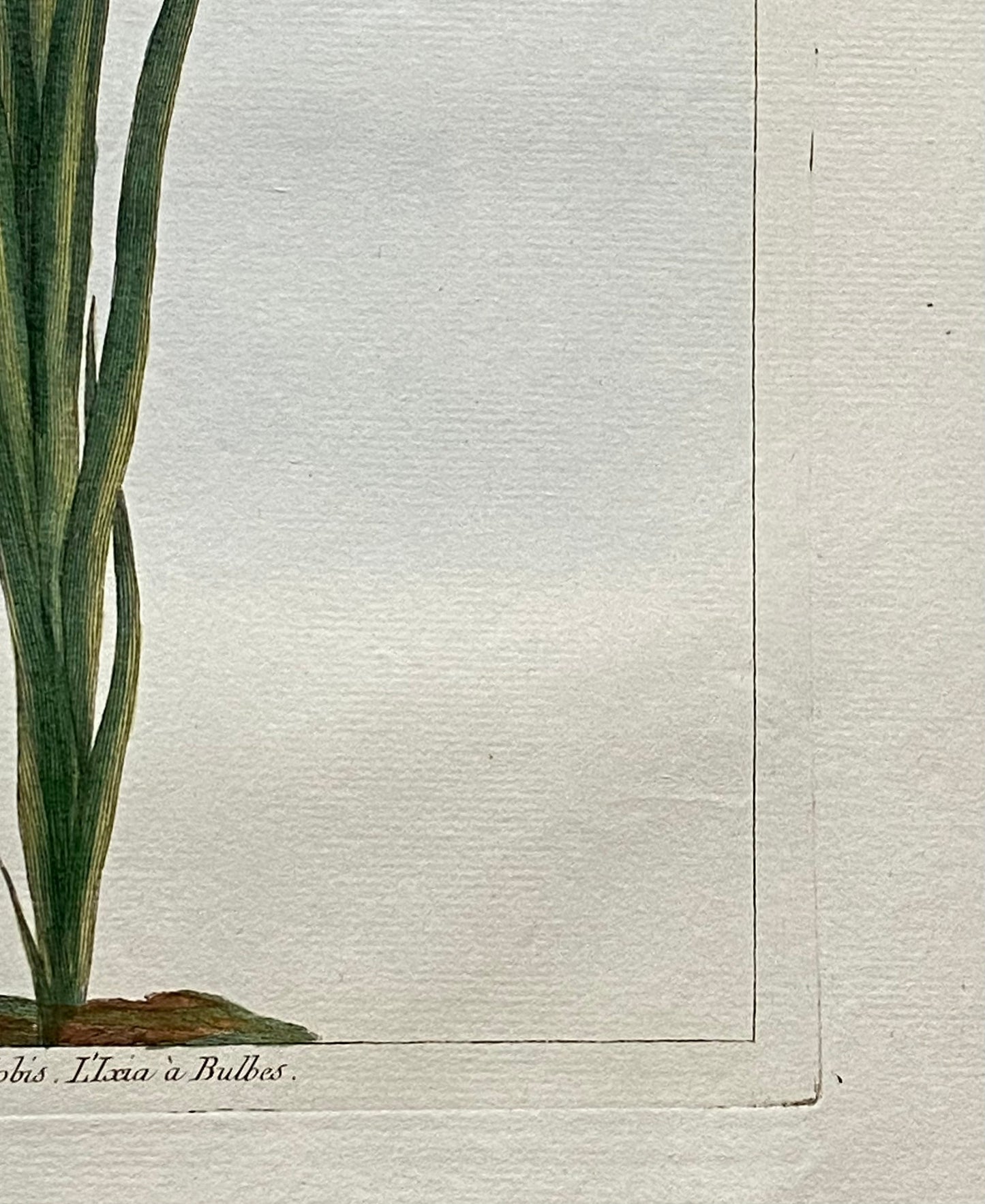 Ixia Bulbifera. A Hand Coloured Copper Plate Engraving by Pierre Joseph Buchoz. Circa 1770. Size: 47.5 x 29 cms.