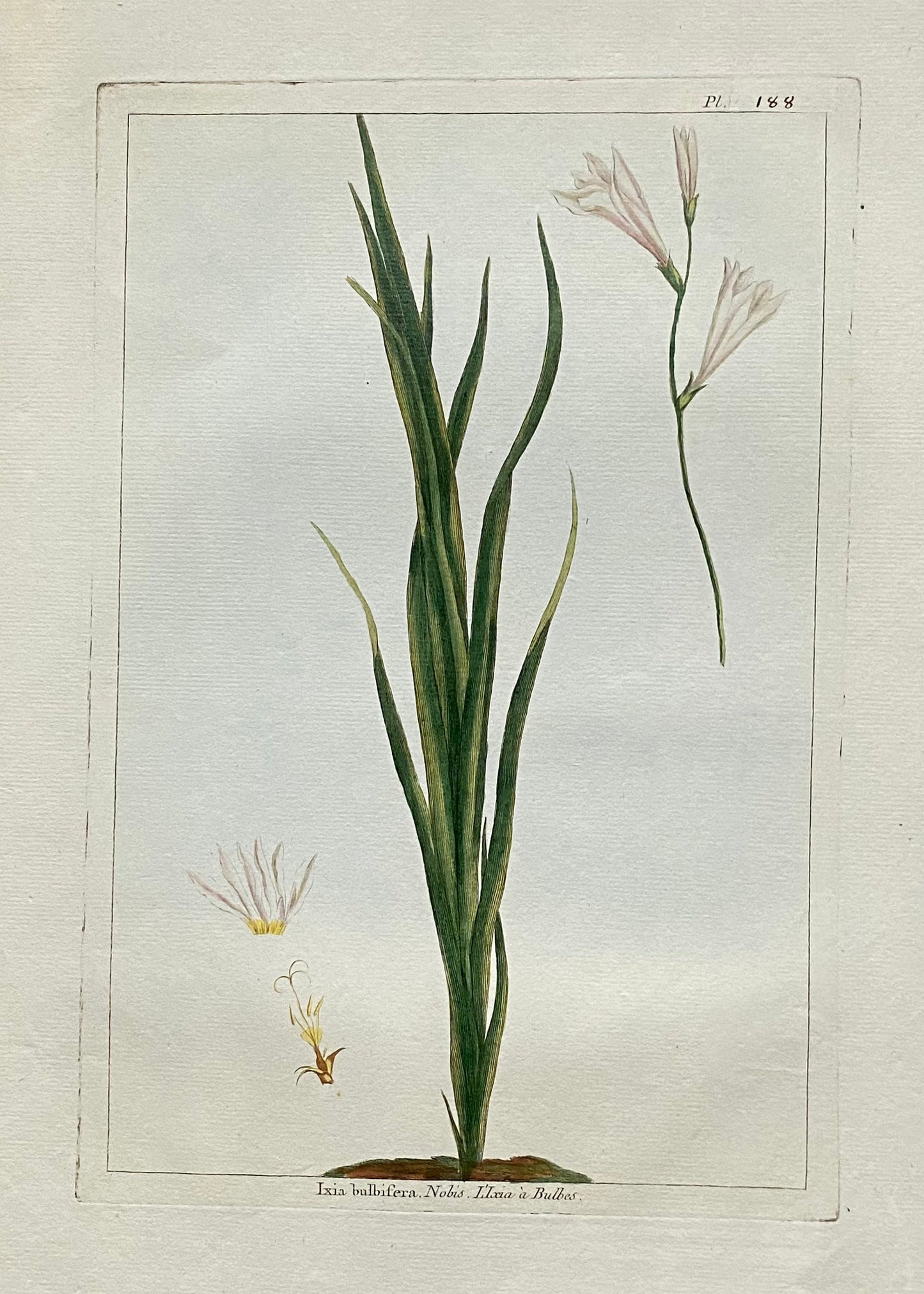 Ixia Bulbifera. A Hand Coloured Copper Plate Engraving by Pierre Joseph Buchoz. Circa 1770. Size: 47.5 x 29 cms.