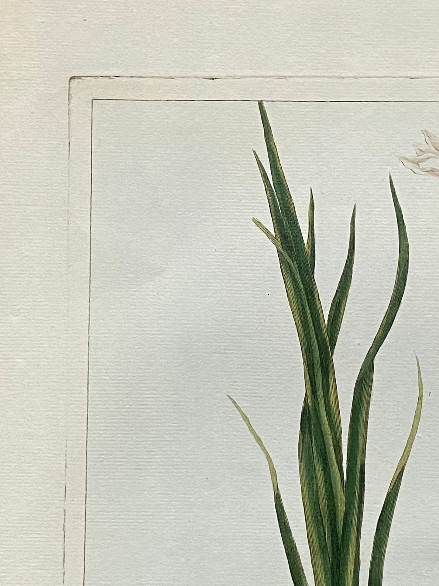 Ixia Bulbifera. A Hand Coloured Copper Plate Engraving by Pierre Joseph Buchoz. Circa 1770. Size: 47.5 x 29 cms.