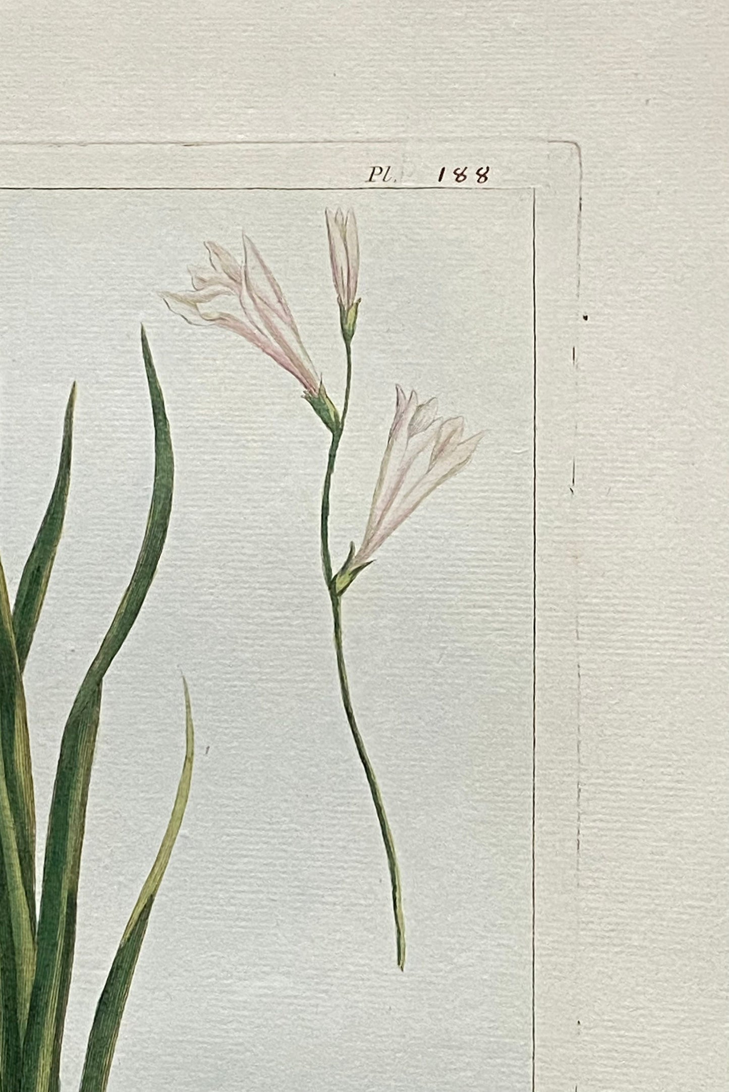 Ixia Bulbifera. A Hand Coloured Copper Plate Engraving by Pierre Joseph Buchoz. Circa 1770. Size: 47.5 x 29 cms.